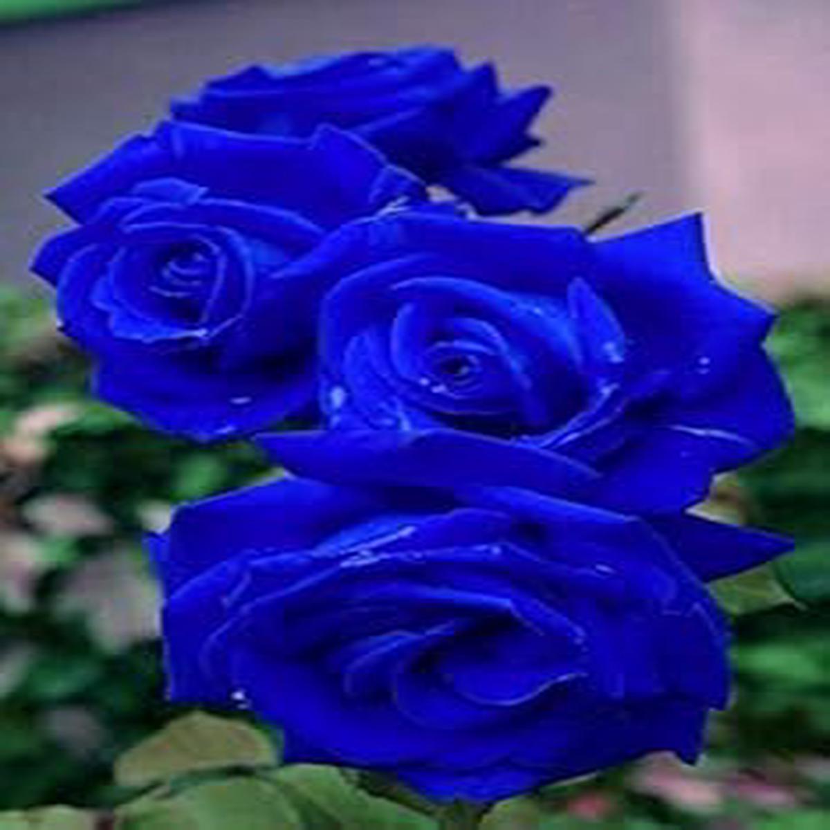 Heirloom Dark Blue Away Rose Flower Seeds Non-GMO High Germination Decorative Blooms for Planting
