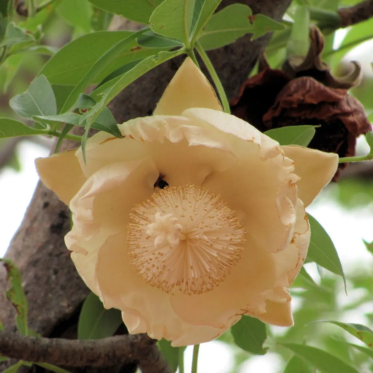Heirloom Non-GMO Adansonia Digitata Flower Seeds for Planting Exotic Baobab Tree Seeds for Unique Gardens