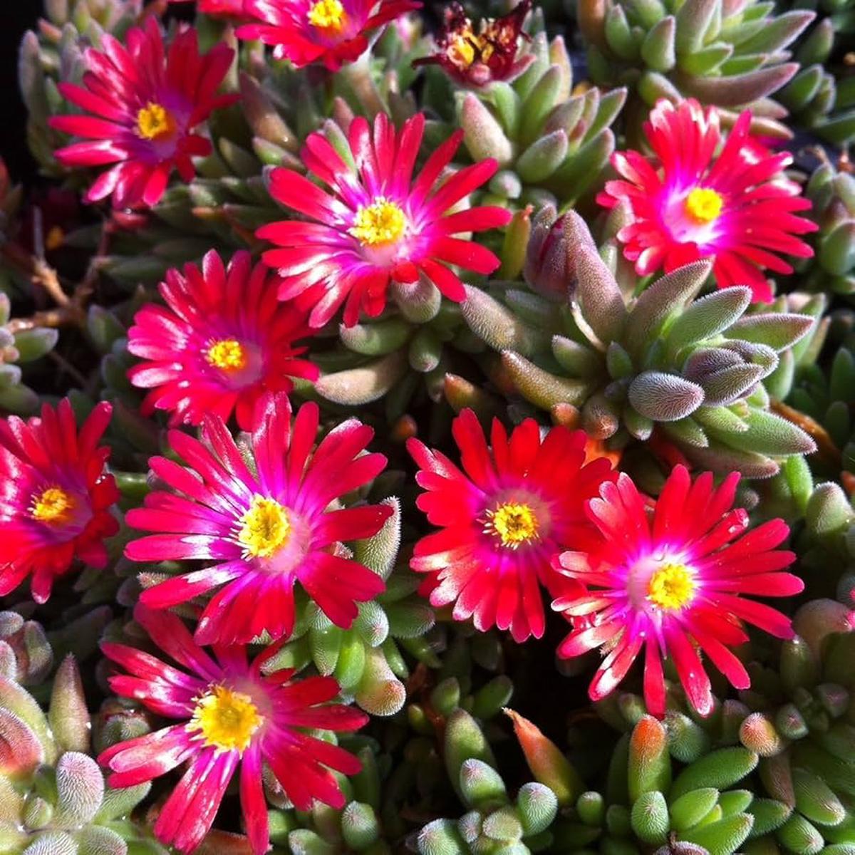 Heirloom Non-GMO Delosperma Carmine Red Flower Seeds for Planting Hardy Succulent Garden Blooms | High Germination