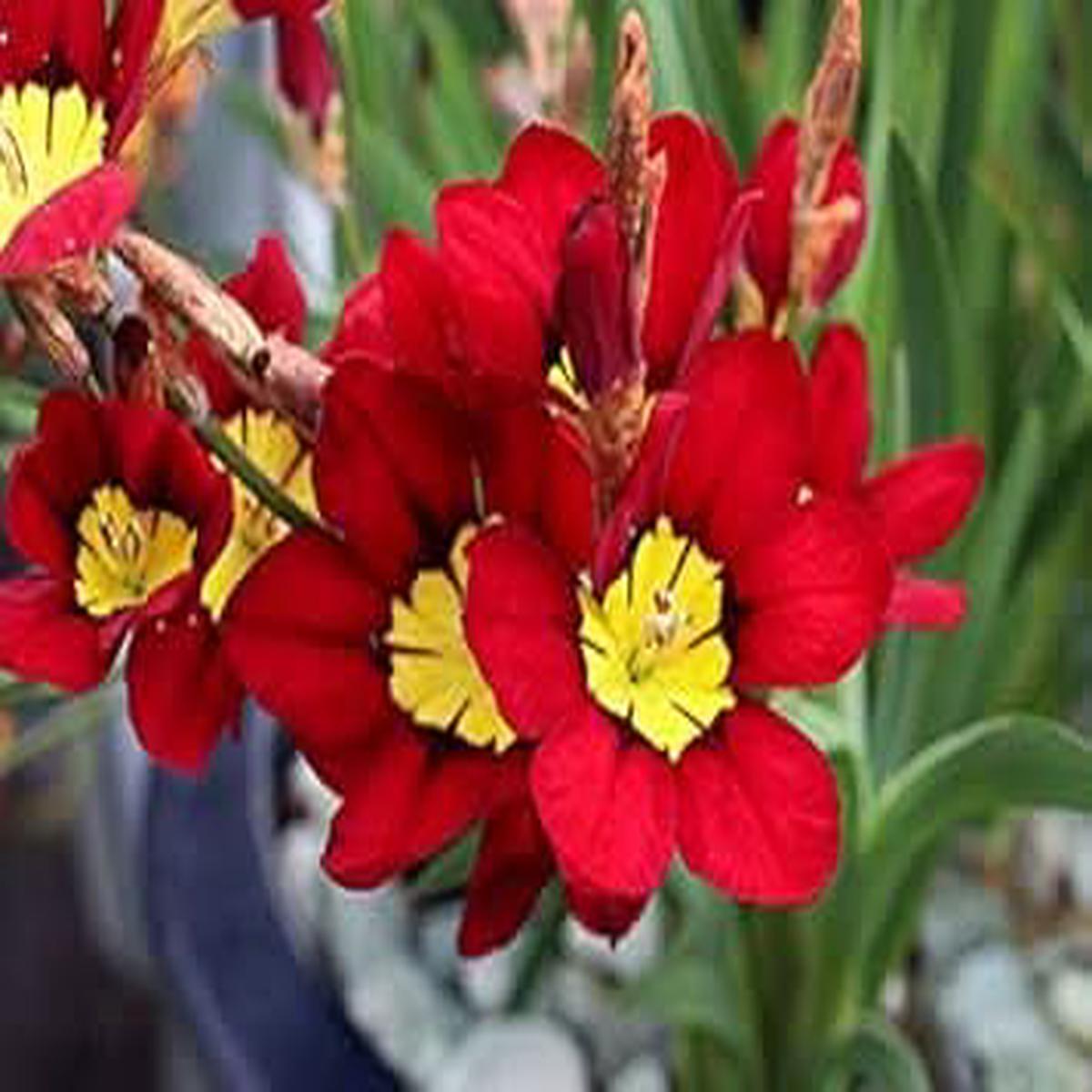 Heirloom Non Gmo Sparaxis Flower For Planting Colorful Spring Blooming Garden Flowers Flower Seeds