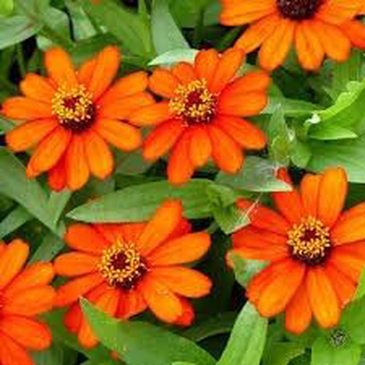 Heirloom Zinnia Profusion Flower Seeds for Planting Non-GMO Colorful Organic Garden Blooms