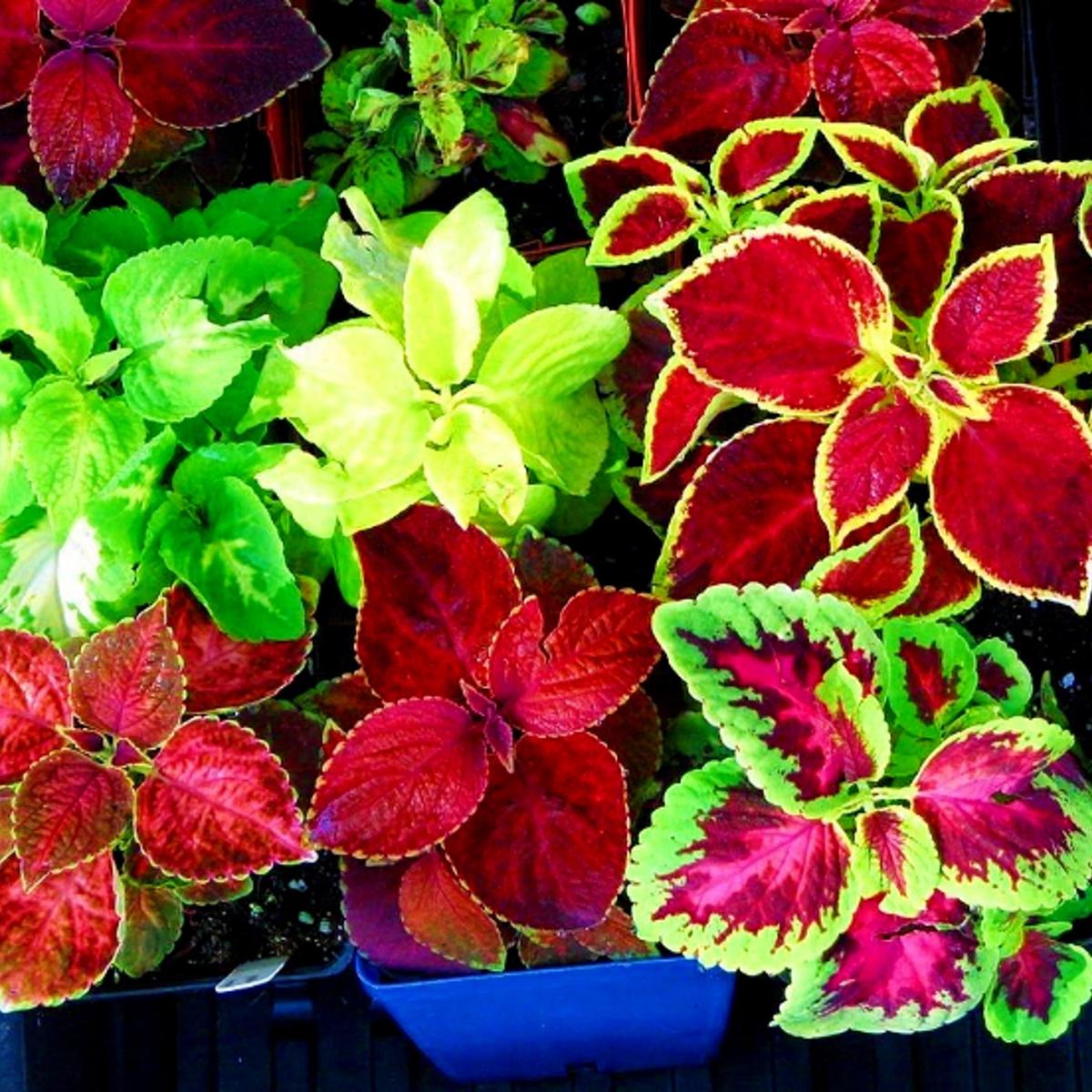 Hellgelb Rainbow Mix Coleus - Seeds for Colorful, Variegated Garden Foliage