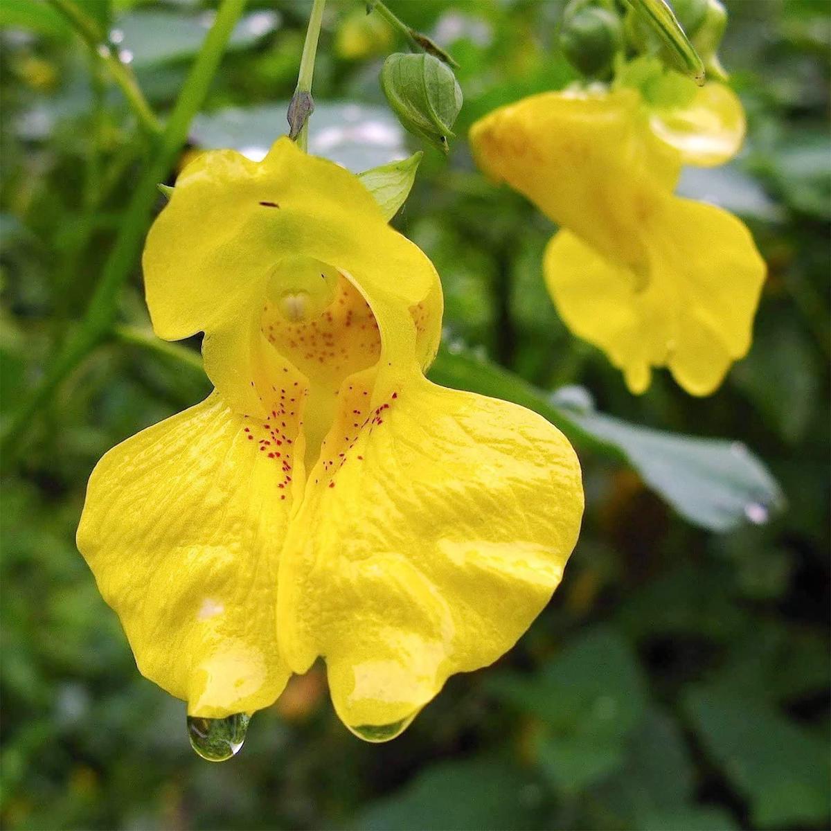 Jewelweed Native Flower seeds for Planting Colorful Display Heirloom & GMO Free Seeds for Home Garden