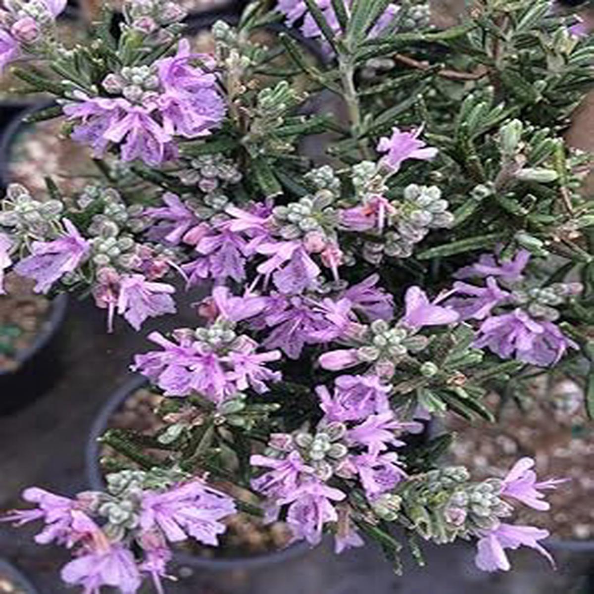 Lavender Rosemary Flower seeds for Planting - Hardy Variety, Heirloom & GMO Free Seeds for Home Garden