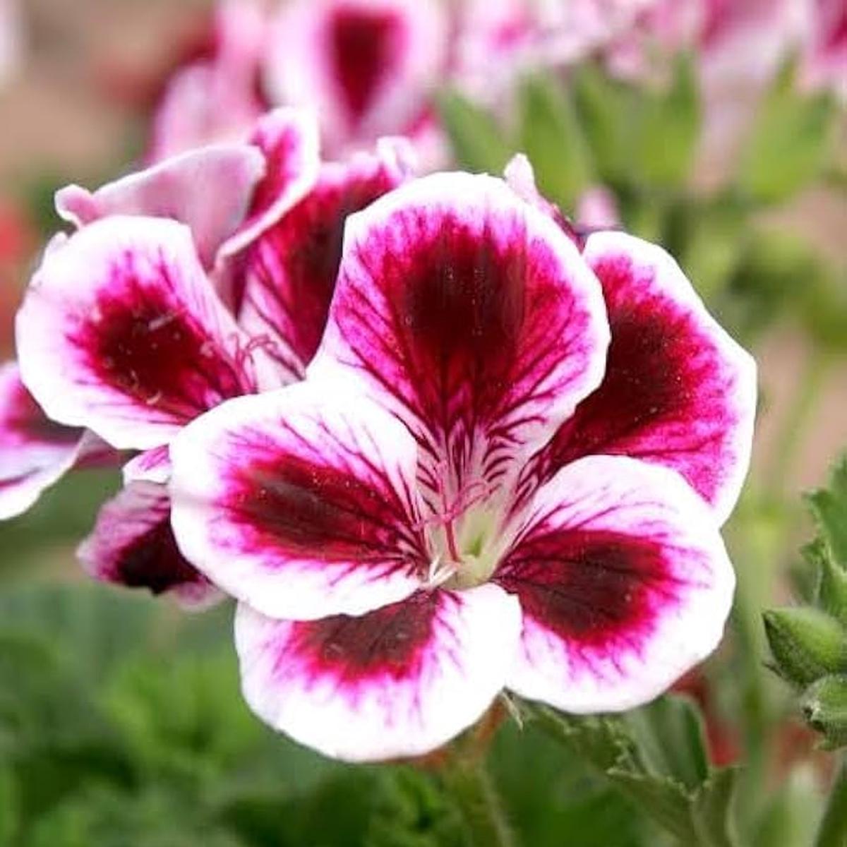 Mini Geranium Seeds for Planting Pelargonium Zonale flower bed container garden