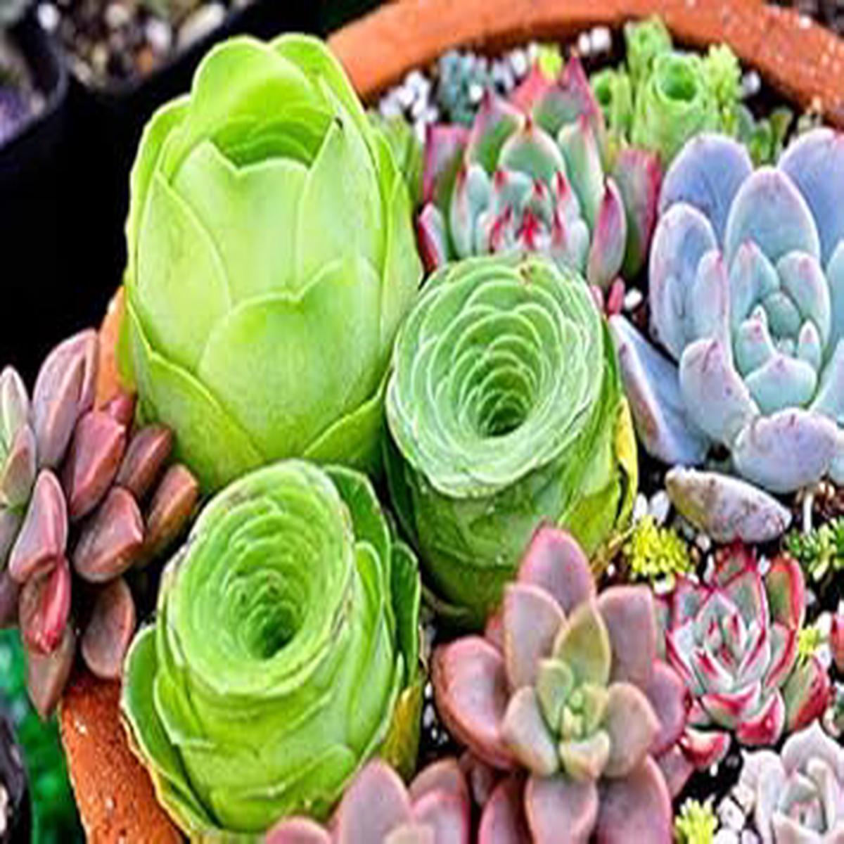 Mixed Color Greenovia Flower Seeds for Planting Heirloom, Organic, Non-GMO, High Germination Garden Seeds