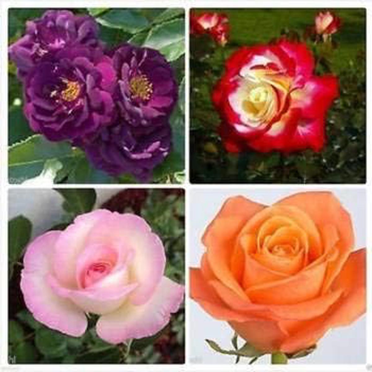 Mixed Colour Rose Flower Heirloom Non-GMO Seeds for Planting Organic Garden Seeds with High Germination