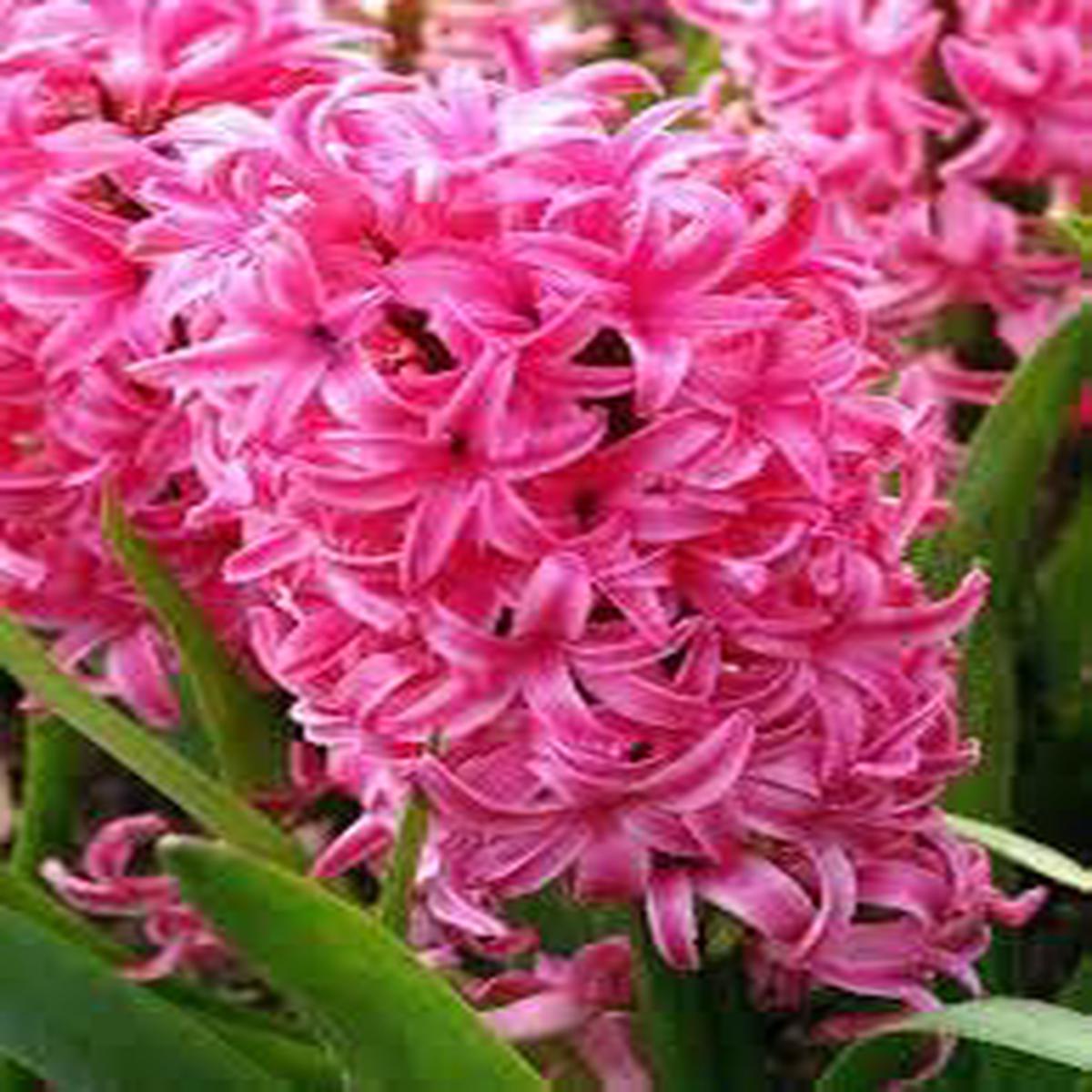 Organic Mixed Hyacinth Flower Seeds for Planting Heirloom, Non-GMO