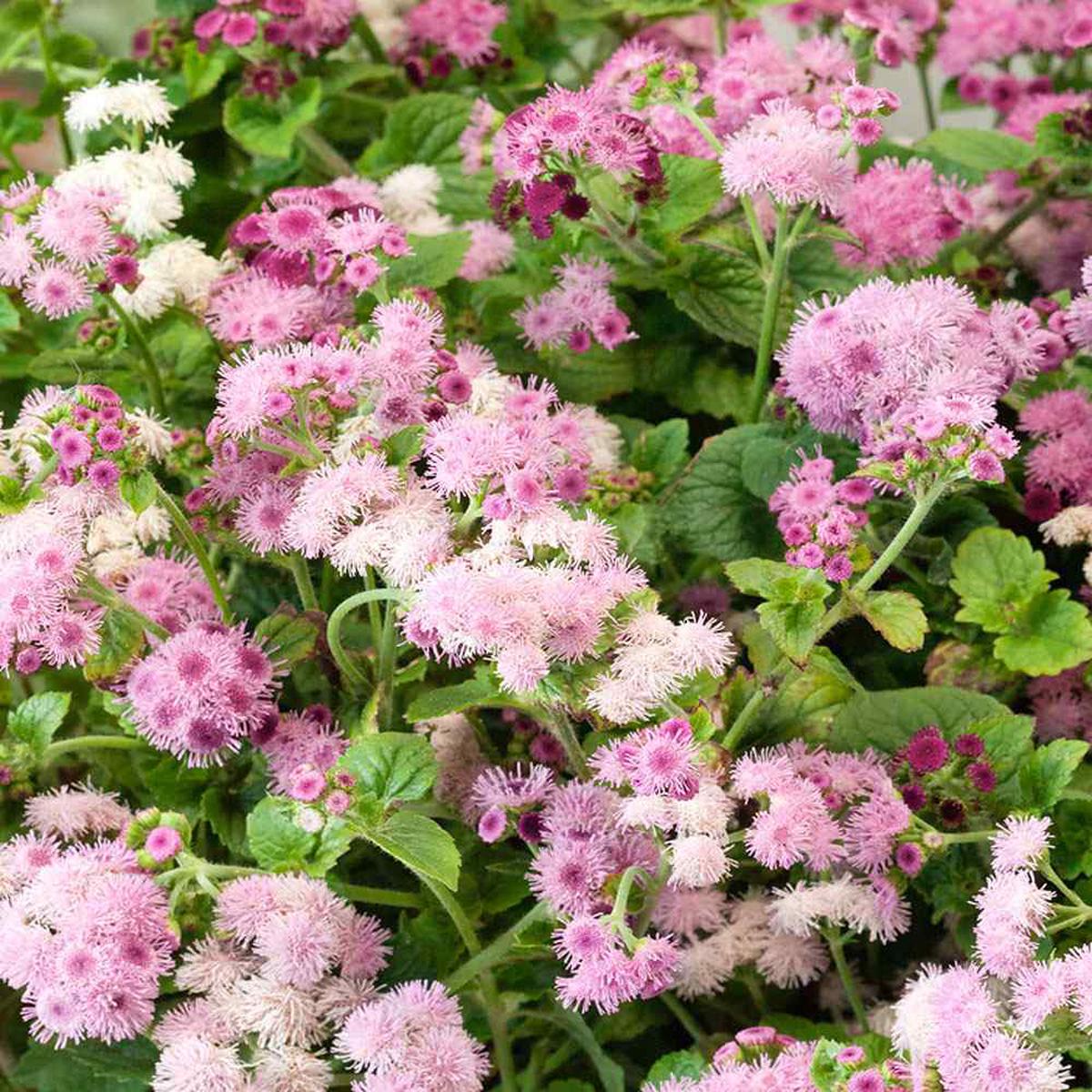 Pink Floss Flower Seeds for Planting Heirloom, Non-GMO, Easy to Grow, Annual