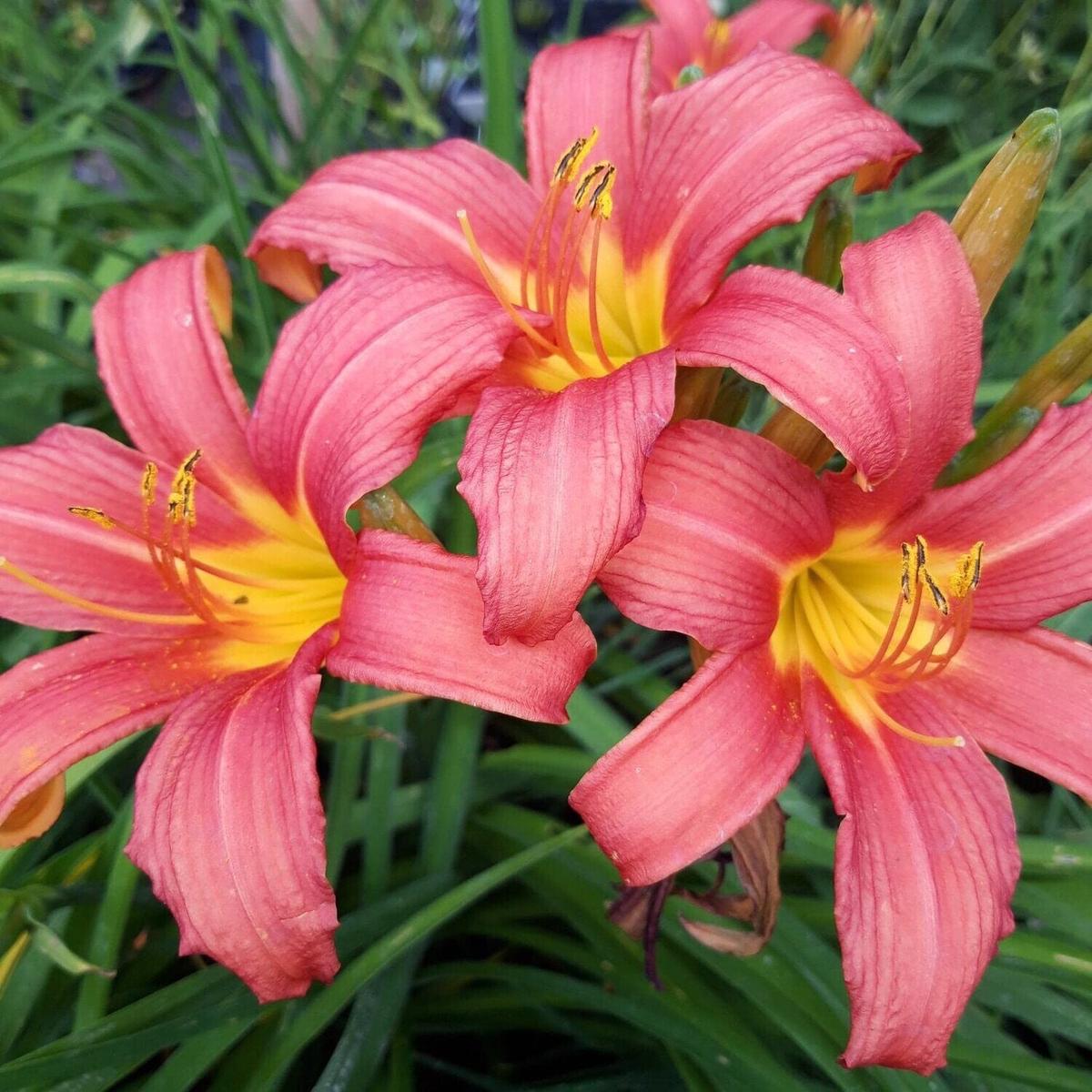 Pink Pink Hemerocallis Damask Day Lily Cm Pot Plant Beautiful Blooms In Your Garden Flower