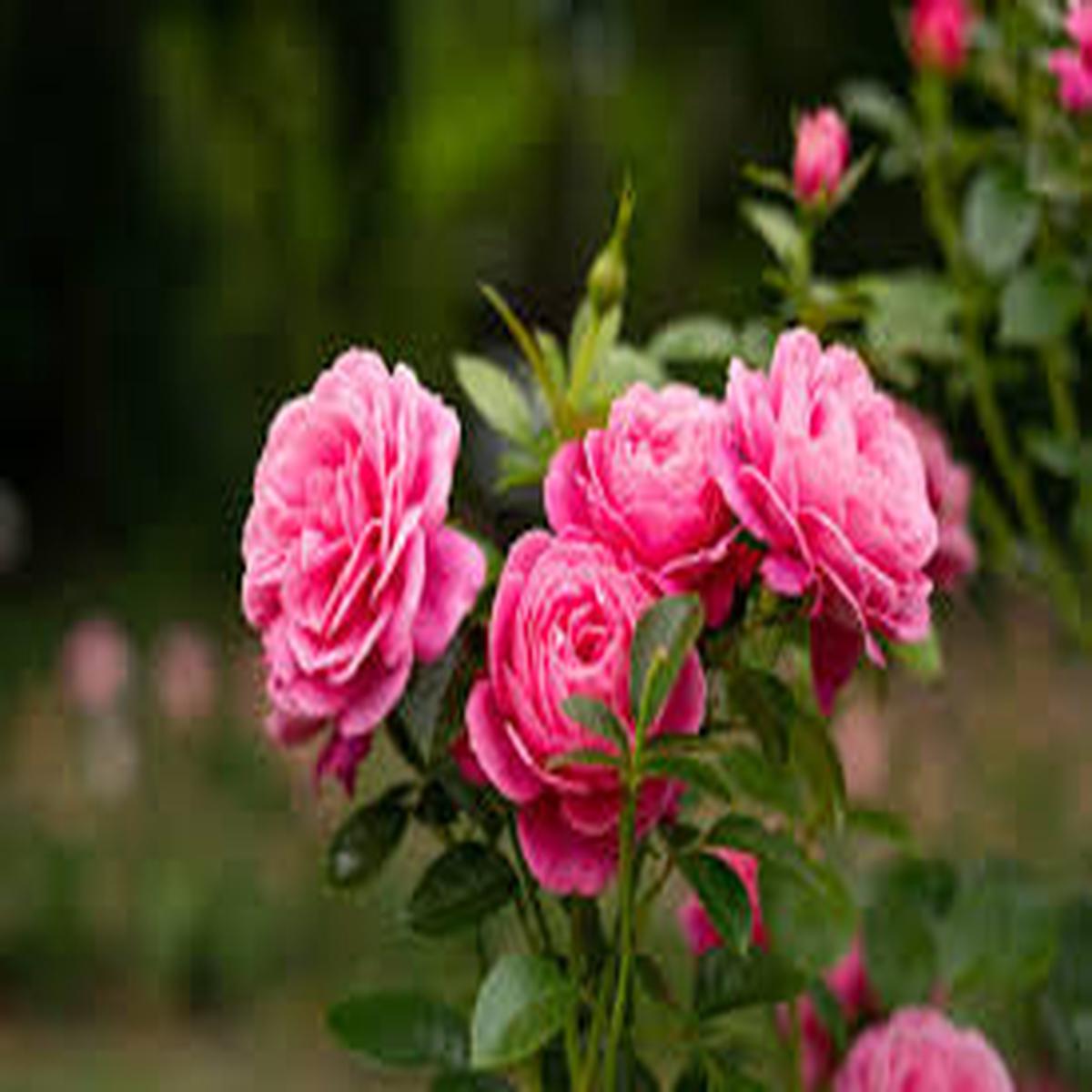Pink Rose Bedder Flower Seeds for Planting Garden Favorite, Heirloom, Non-GMO, High Germination, 100pcs
