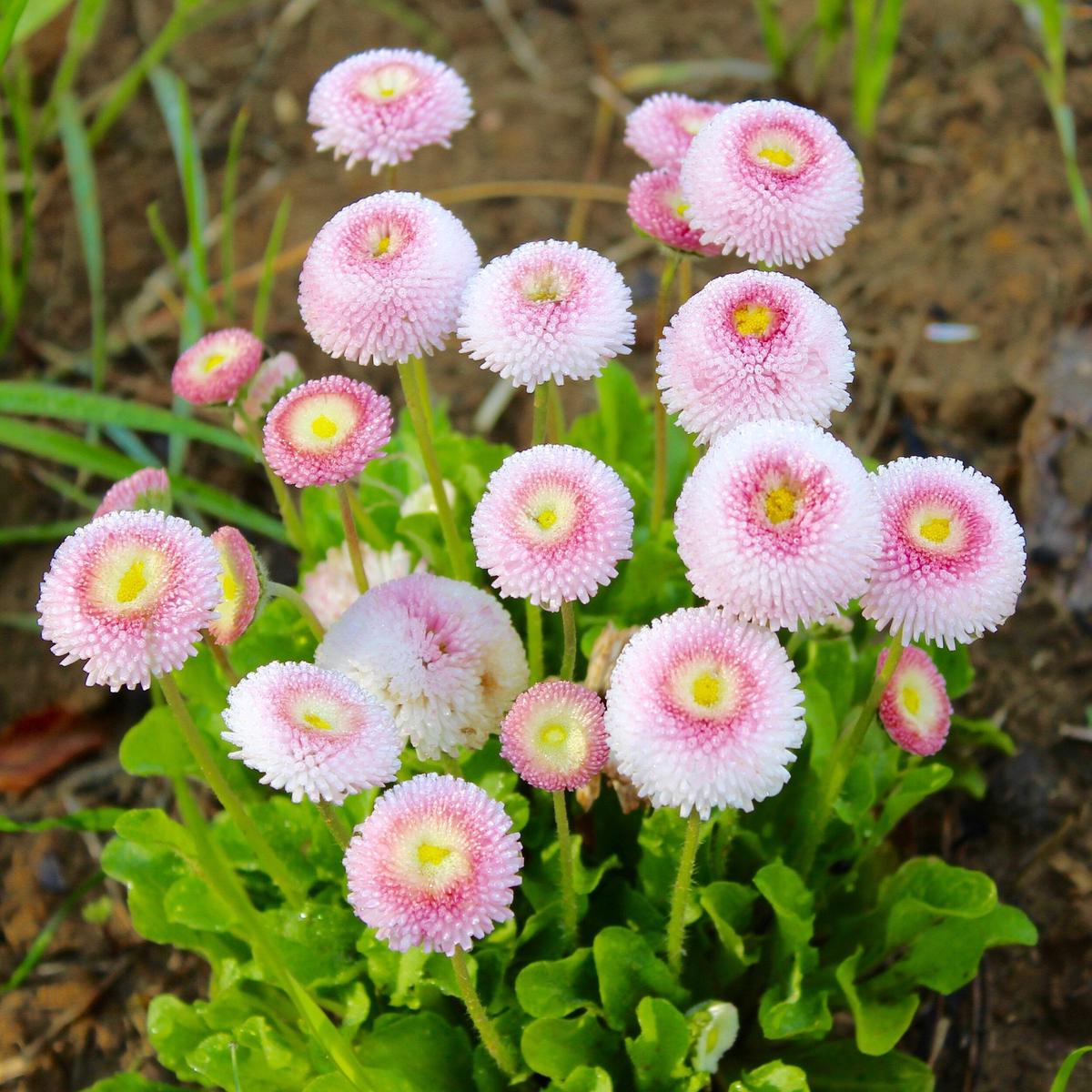 Pink White Bellis Flower Seeds for Planting - Heirloom, Non-GMO, High Germination Organic Garden Seeds
