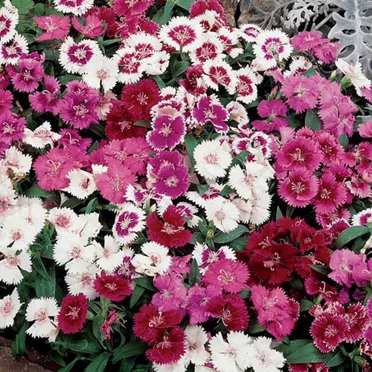Red Desert Flower Ornamental Balcony Plants Planting Flower Seeds Home Garden Planting,