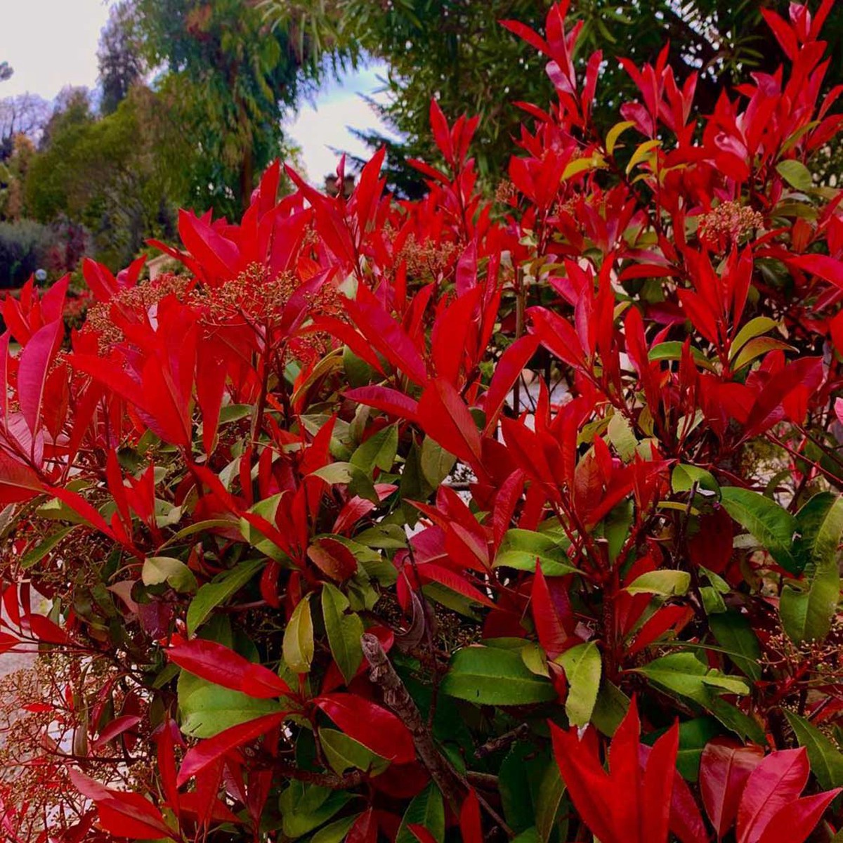 Red Photinia Plant For Planting Fresh Flower Seeds for Home Garden Planting, Exotic Organic
