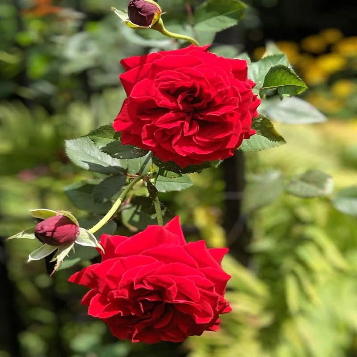 Rose Plant Seeds Color Variety for DIY Gardening