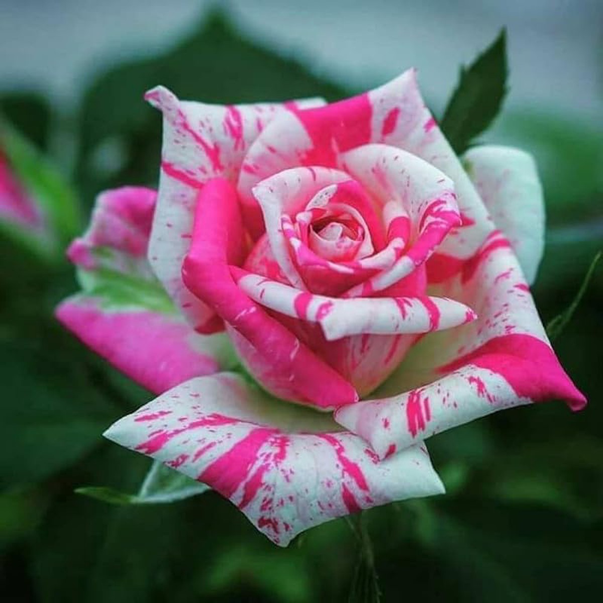 Rose Rosa Hybrida Rare Flower For Planting In Vertical Garden Or Backyard Trellis Designs Flower