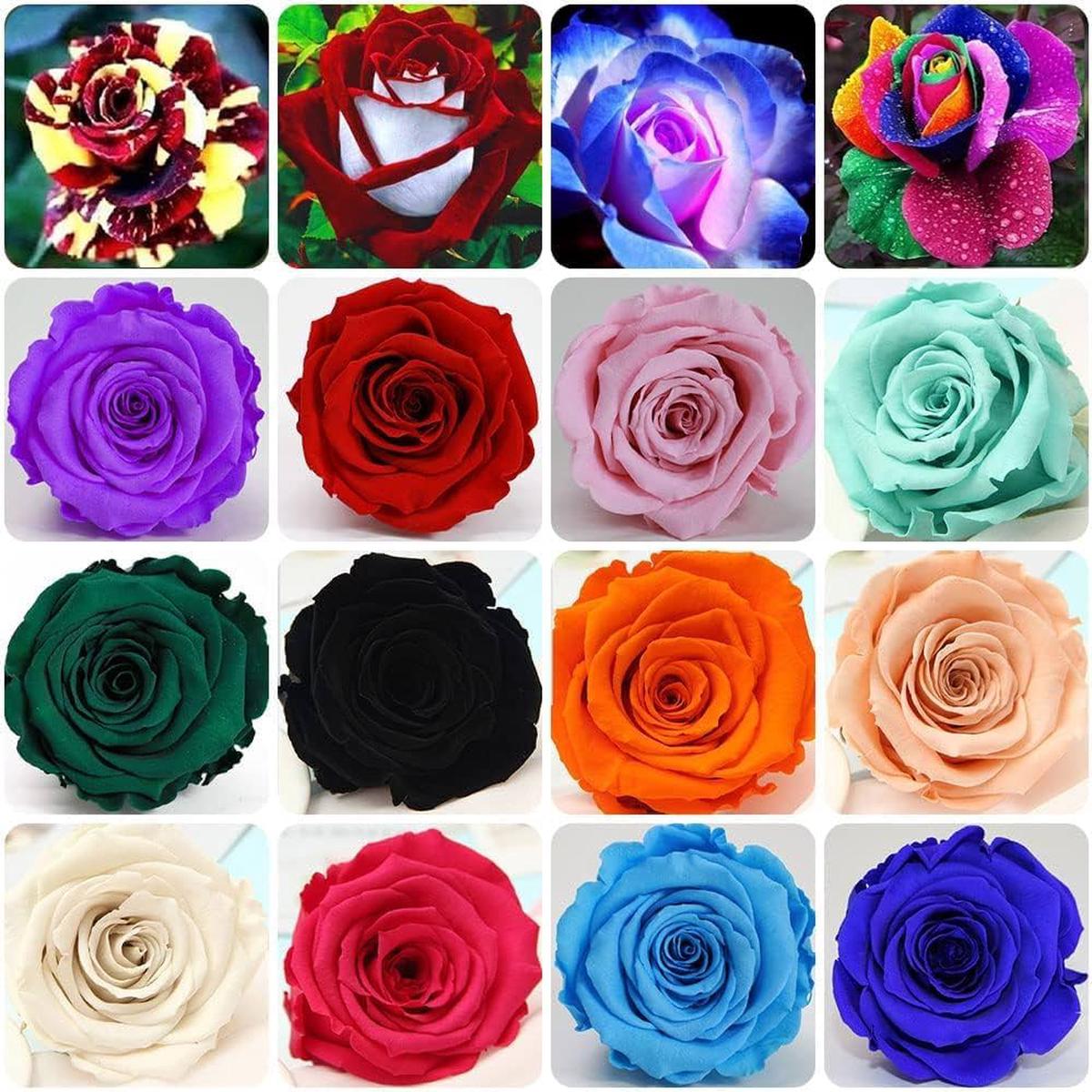 Rose Rosa spp. flower seeds for planting in backyard gardening and home garden beds
