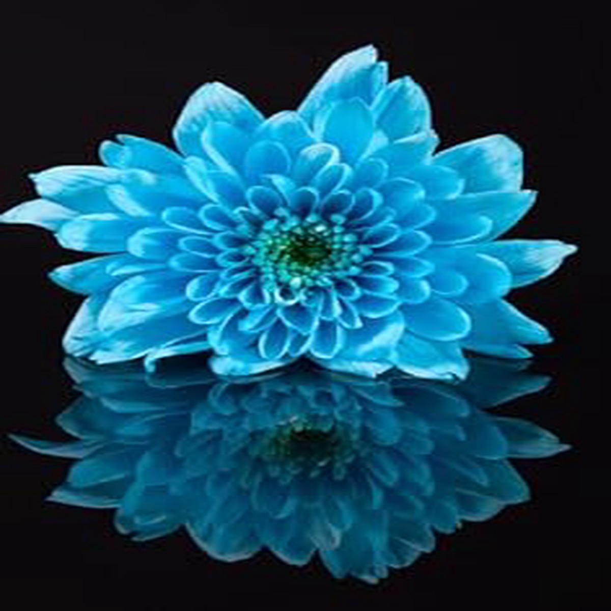 Sky Blue Chrysanthemum Flower seeds for Planting - Long Bloom Season, Heirloom & GMO Free Seeds for Home Garden