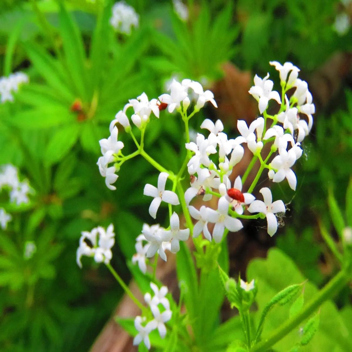 Sweet Woodruff Flower Seeds for Planting -Heirloom, Non-GMO, Beautiful Blooms for Home Garden