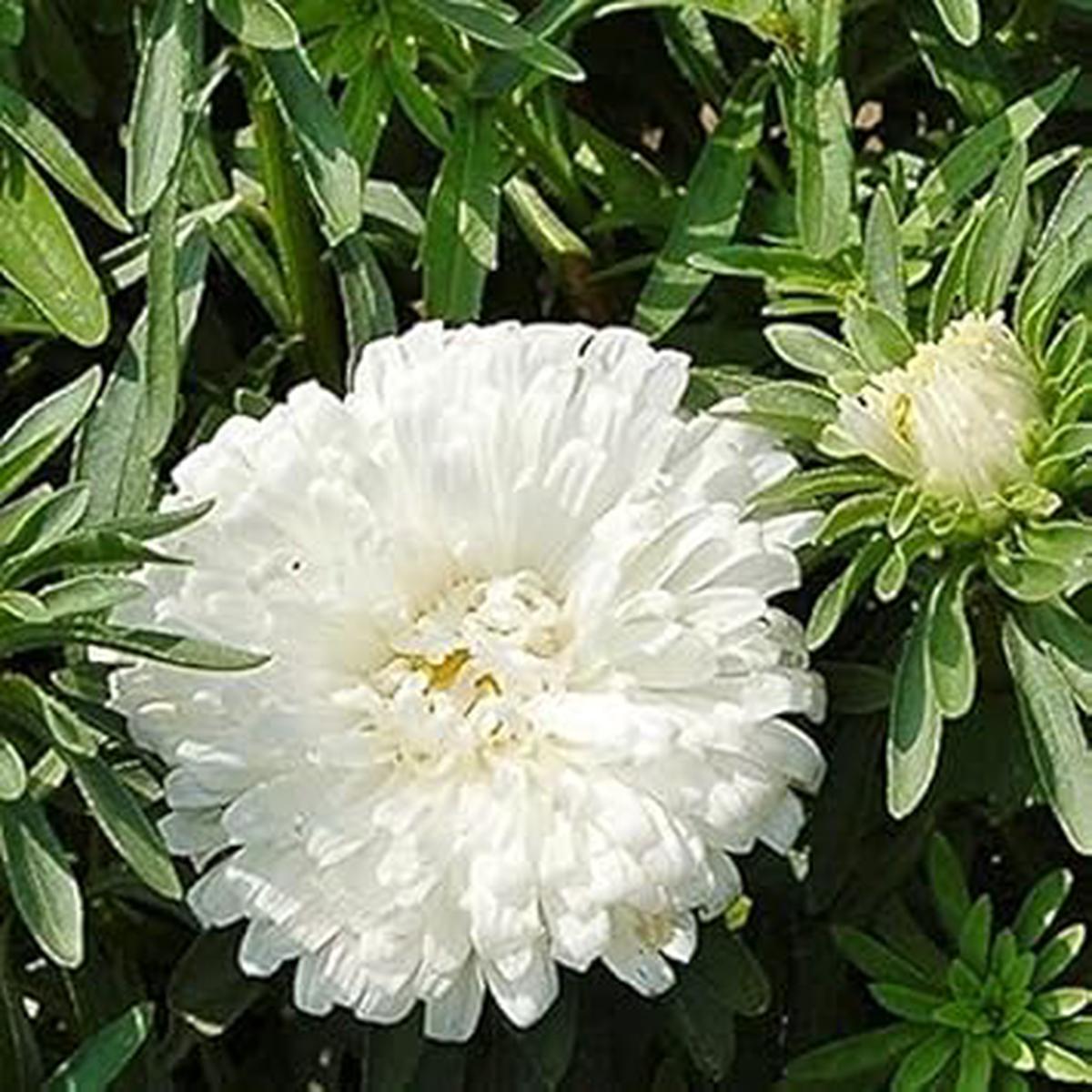 White Aster Flower Seeds for Planting Heirloom, Non-GMO, High Germination Organic Garden Seeds