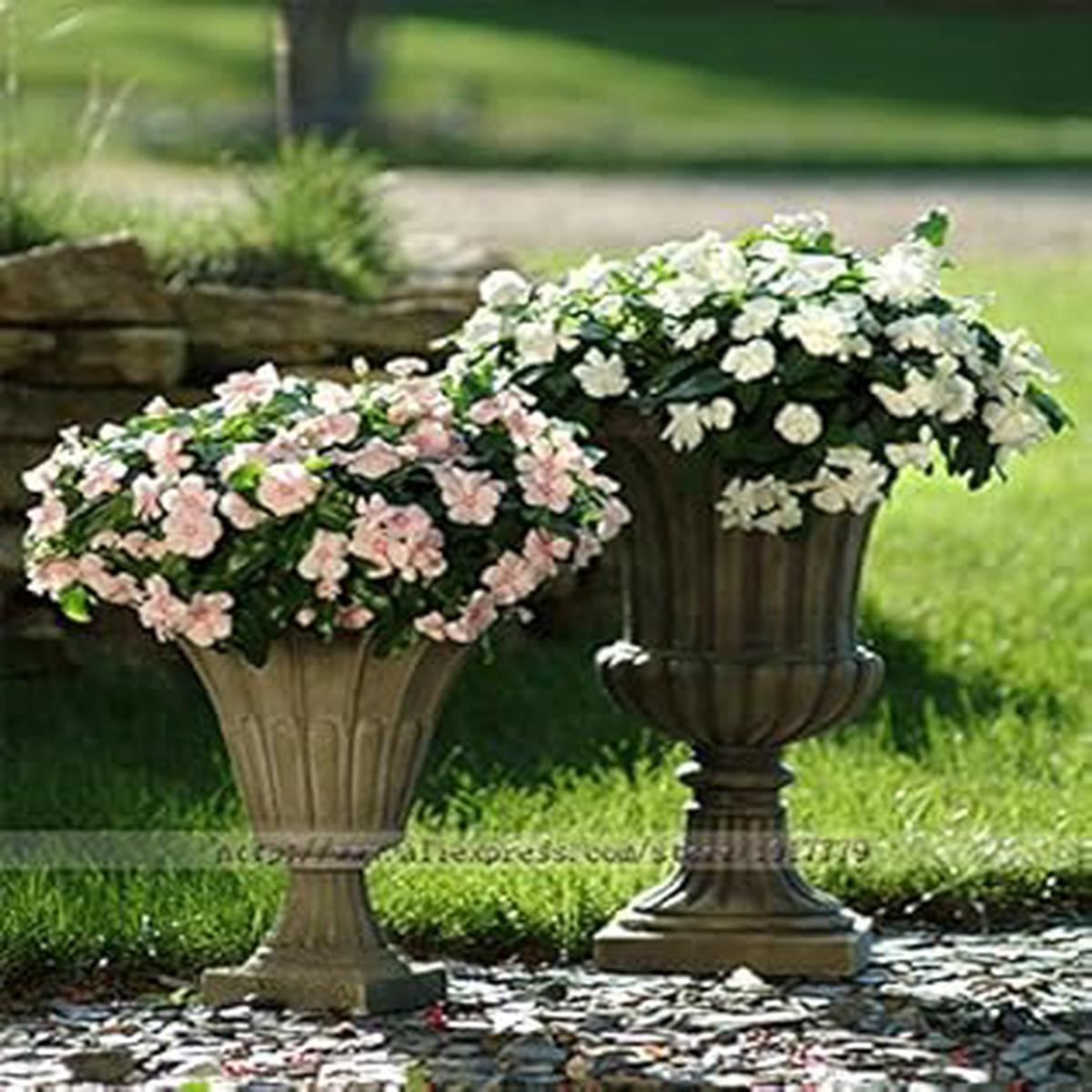 White Periwinkle Flower seeds for Planting - Perfect for Borders, Heirloom & GMO Free Seeds for Home Garden