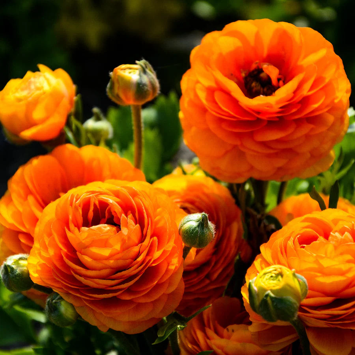 Yellow Red Ranunculus Flower seeds for Planting - Perfect for Borders, Heirloom & GMO Free Seeds for Home Garden