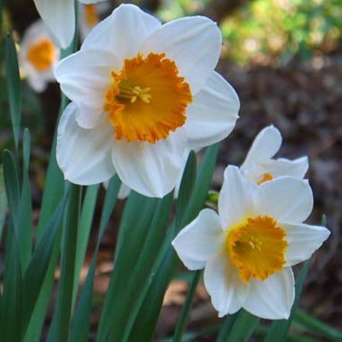 Yellow & White Daffodils Flower Seeds for Planting Heirloom, Non-GMO, High Germination, Organic Garden Seeds