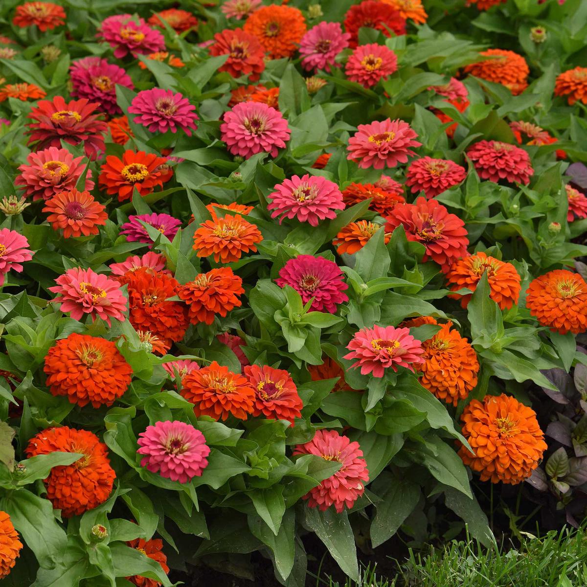 Zinnia Seeds - Elegant Hot Mix