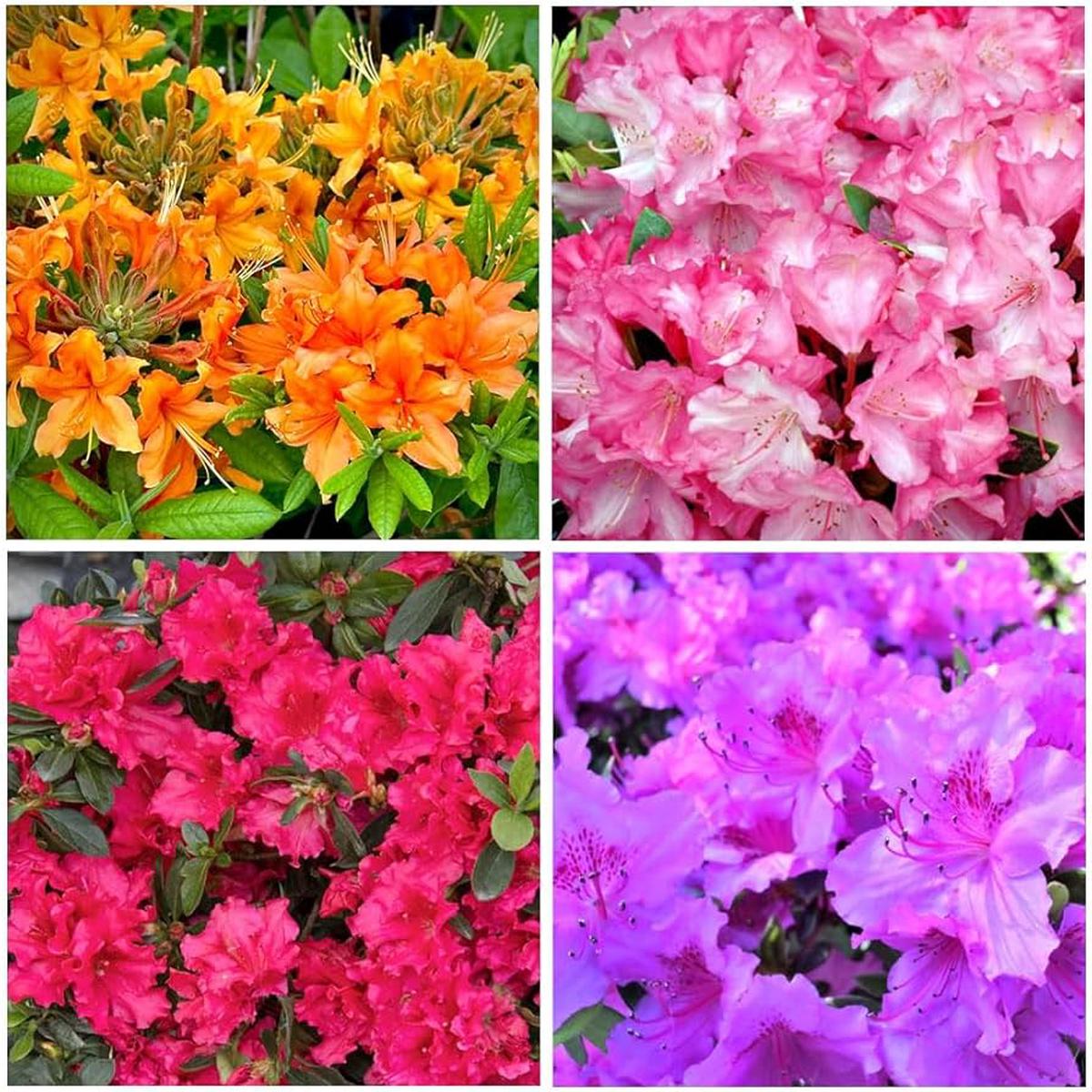 Azalea Rhododendron Simsii Flowering Seeds For Planting and Beautiful Gardening