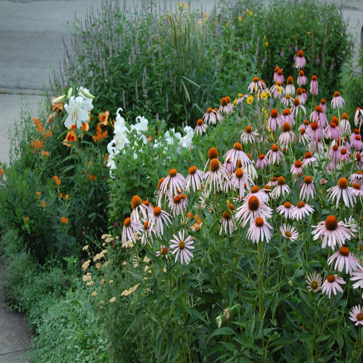 Best Coneflower Seeds for Pollinator Gardens Heirloom, Non-GMO, Perennial