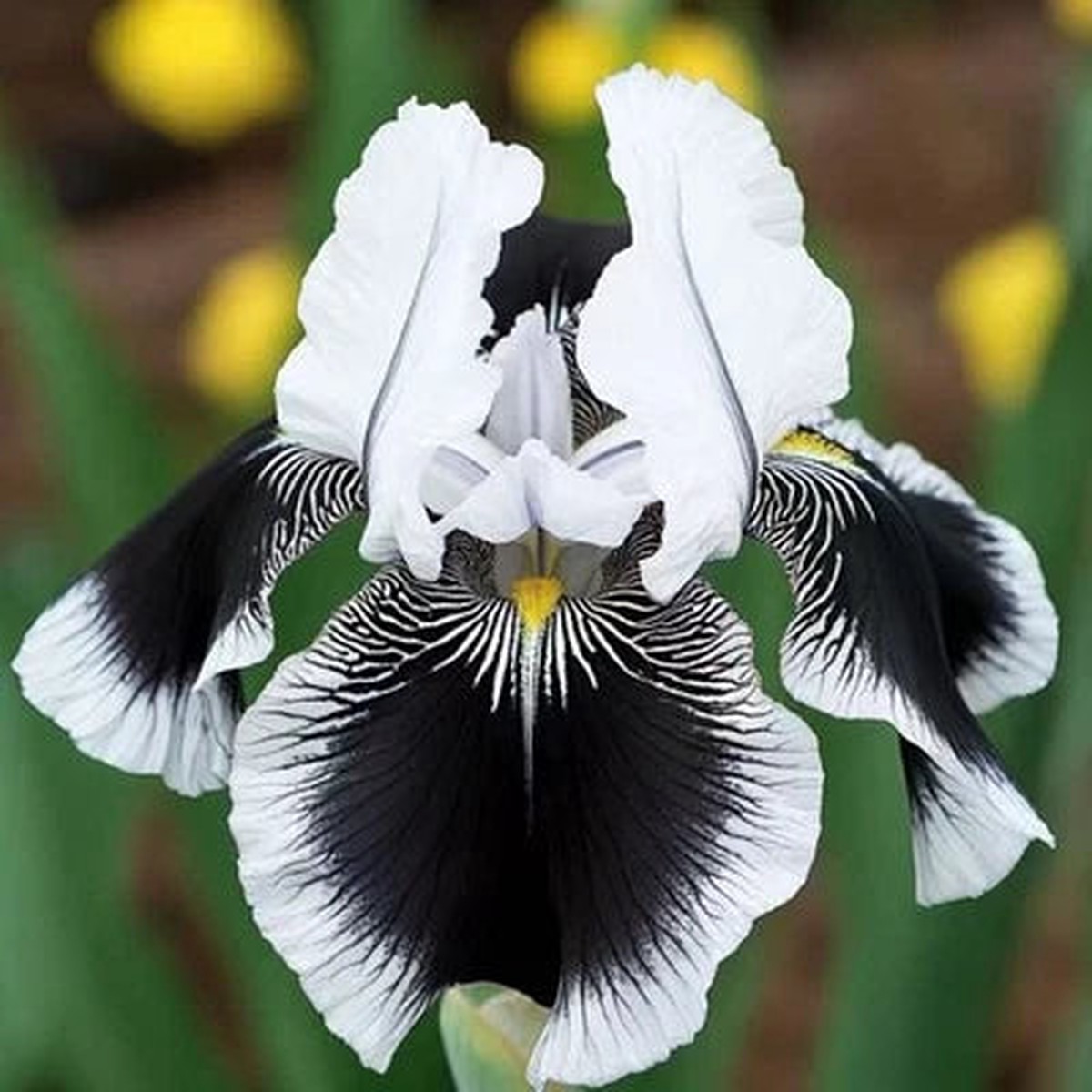 Black White Iris Planting Rare Striking Bicolor Perennial Flower Zones Heirloom Non Gmo