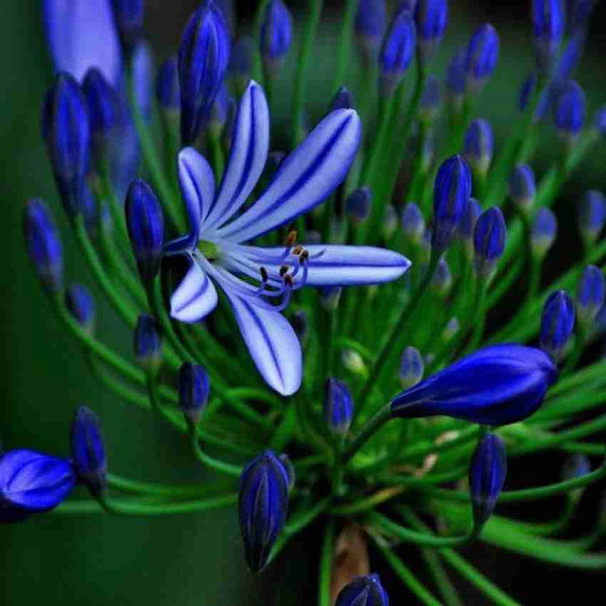Blue Chinese Clivia Seeds ,Exotic Flowering Plant Seeds