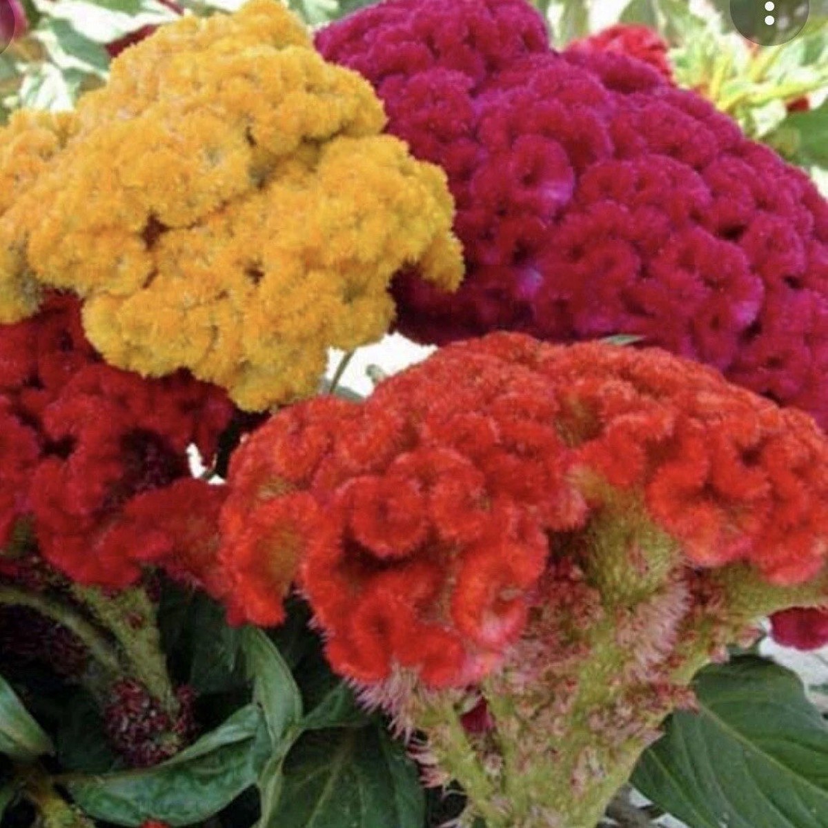 Celosia CRISTATA Mixed Cockscomb Seeds Heirloom, Non-GMO, High Germination Organic Garden Seeds