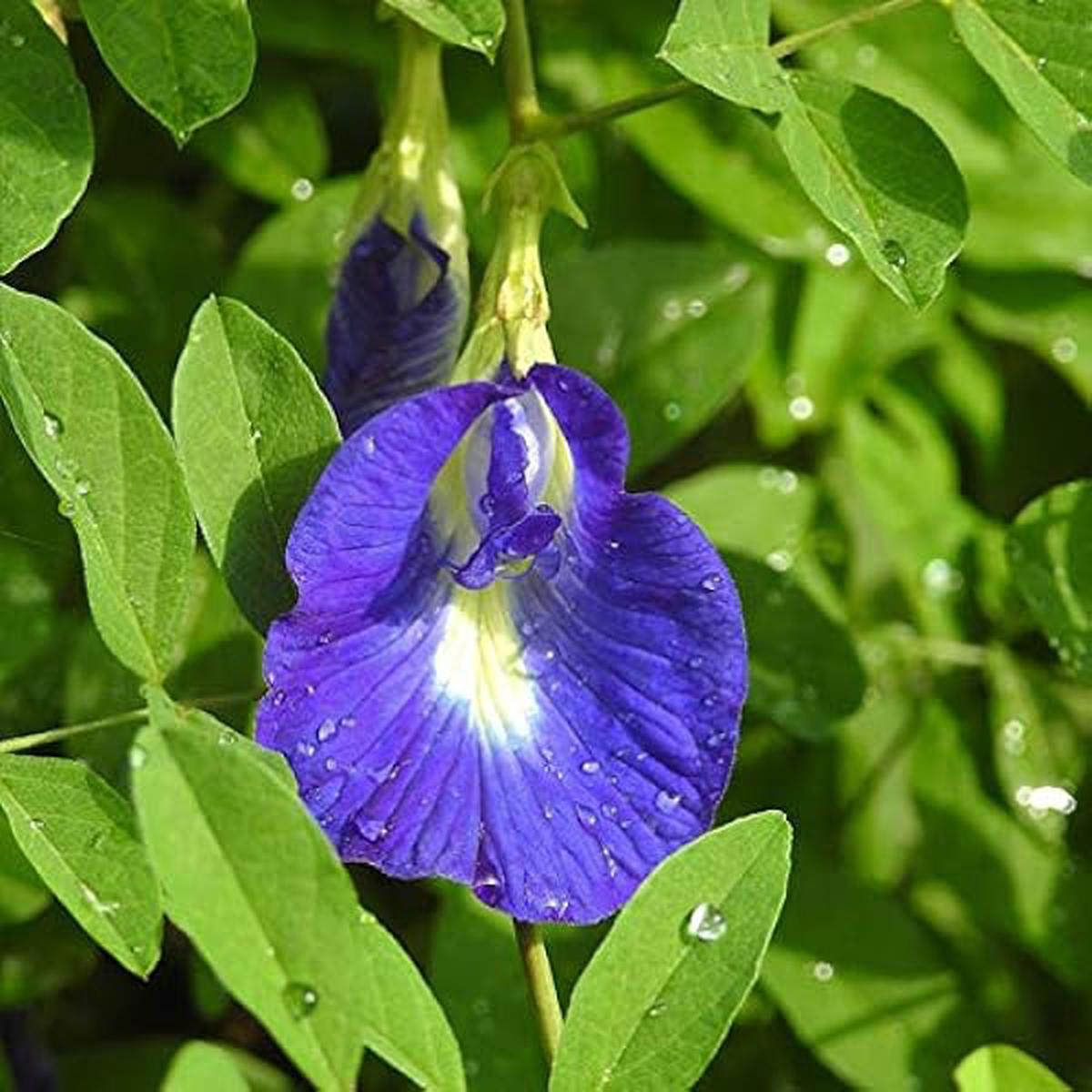 Coral Pea Flower Seeds for Planting Shade Tolerant, Heirloom, GMO Free Organic Garden Seeds