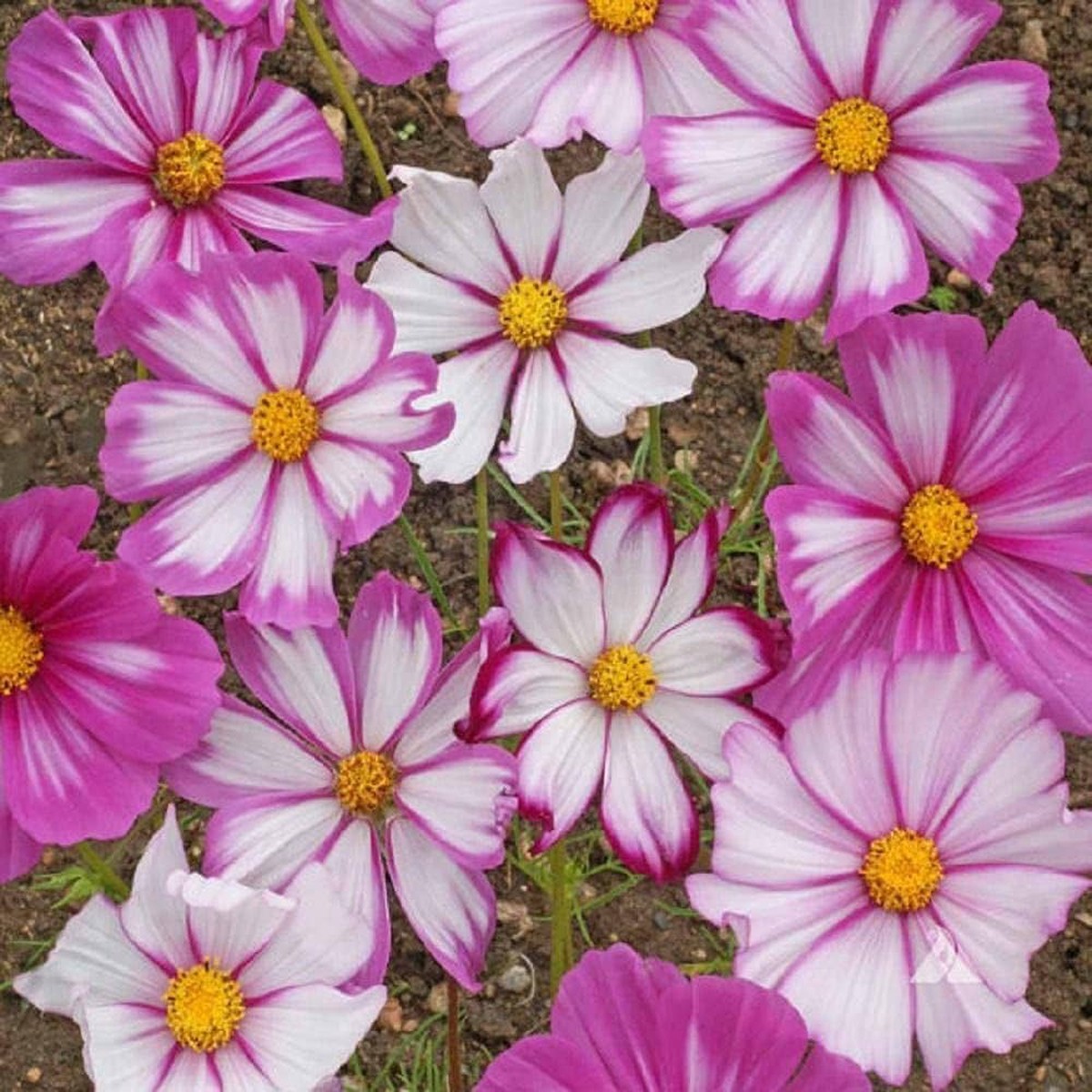 Cosmos Candy Stripe Planting Cosmos Bipinnatus Flower Beds And Borders Flower Seeds