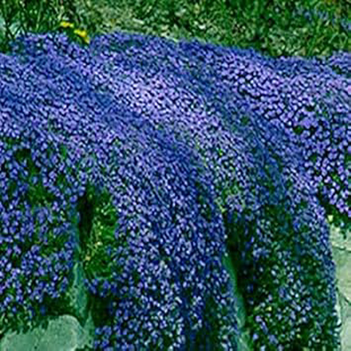 Dark Blue Aubrieta Heirloom Non-GMO Seeds for Planting High Germination Organic Garden Seeds for Ground Cover & Borders