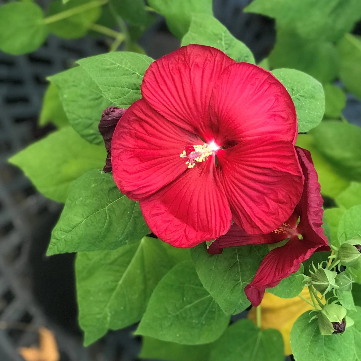 Dinnerplate Hibiscus Moscheutos Flowering Seeds For Planting