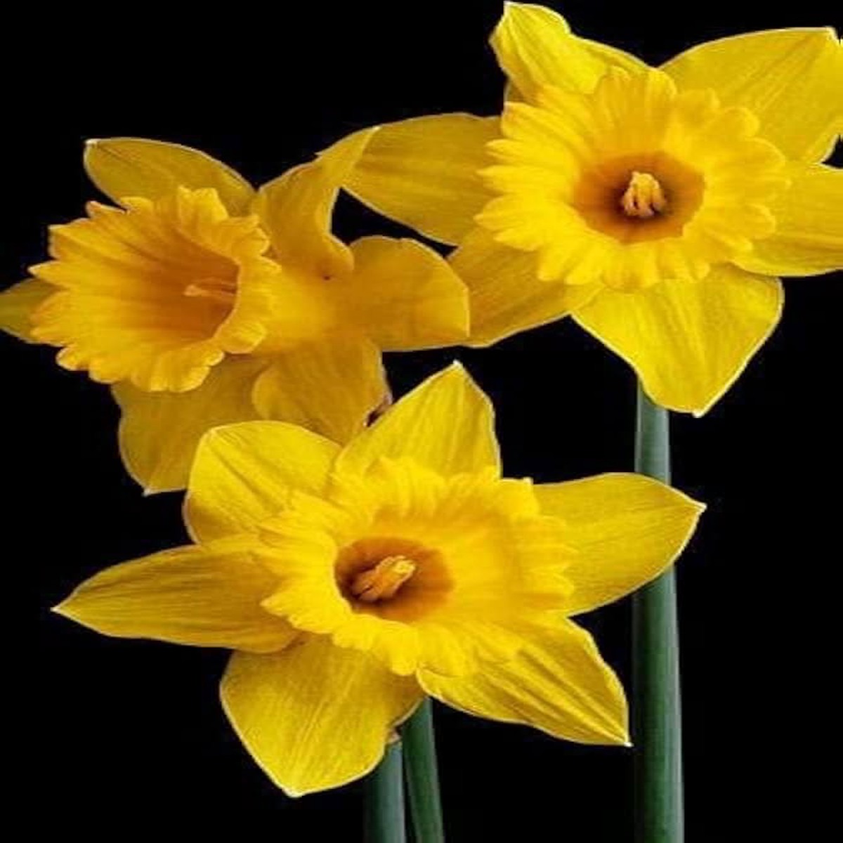 Double Petal Narcissus Aquatic Flower For Ornamental Pots And Garden Planting Flower Seeds for Home