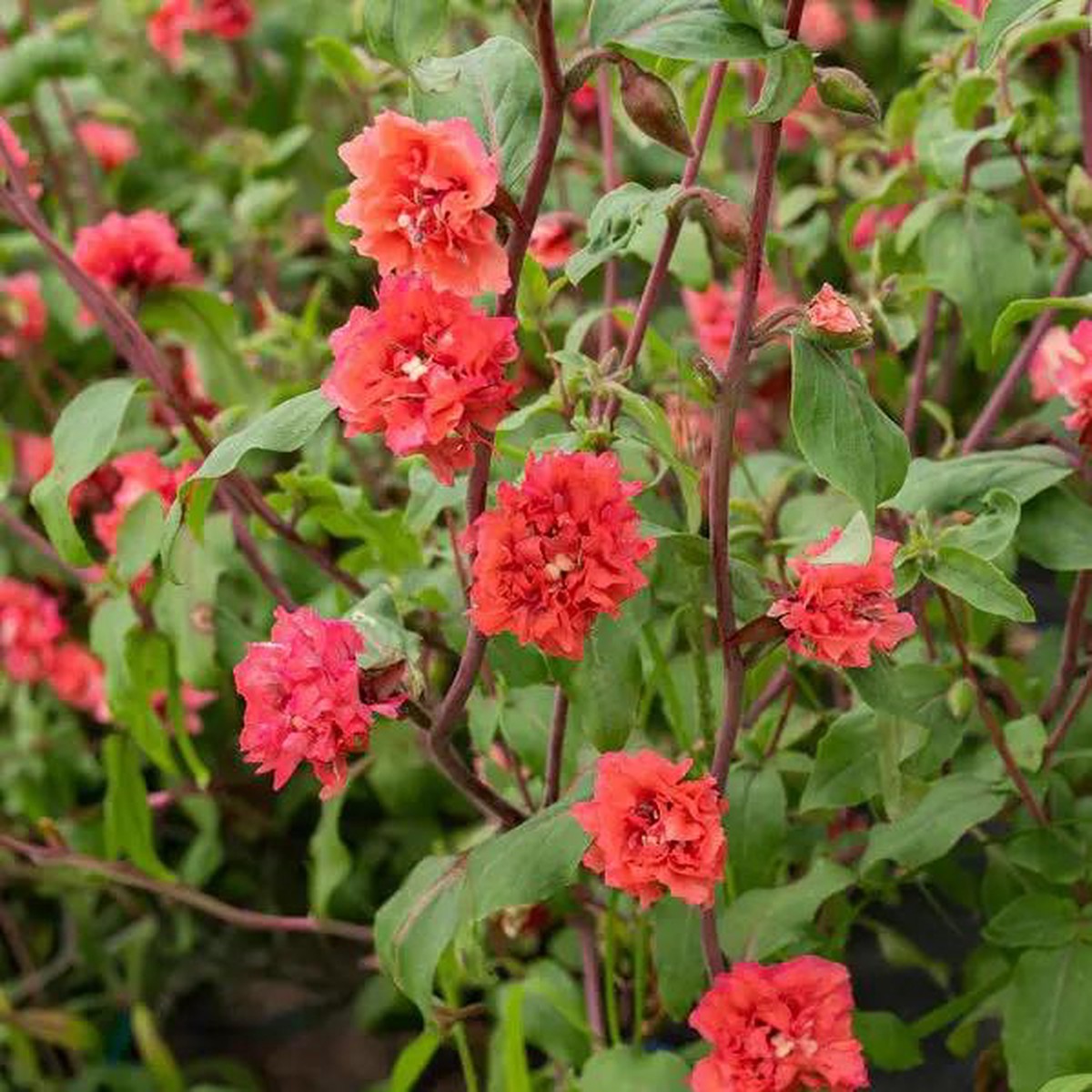 Elegant Clarkia Flower For Planting Non Gmo Flower Seeds for Home Garden Planting, Ornamental