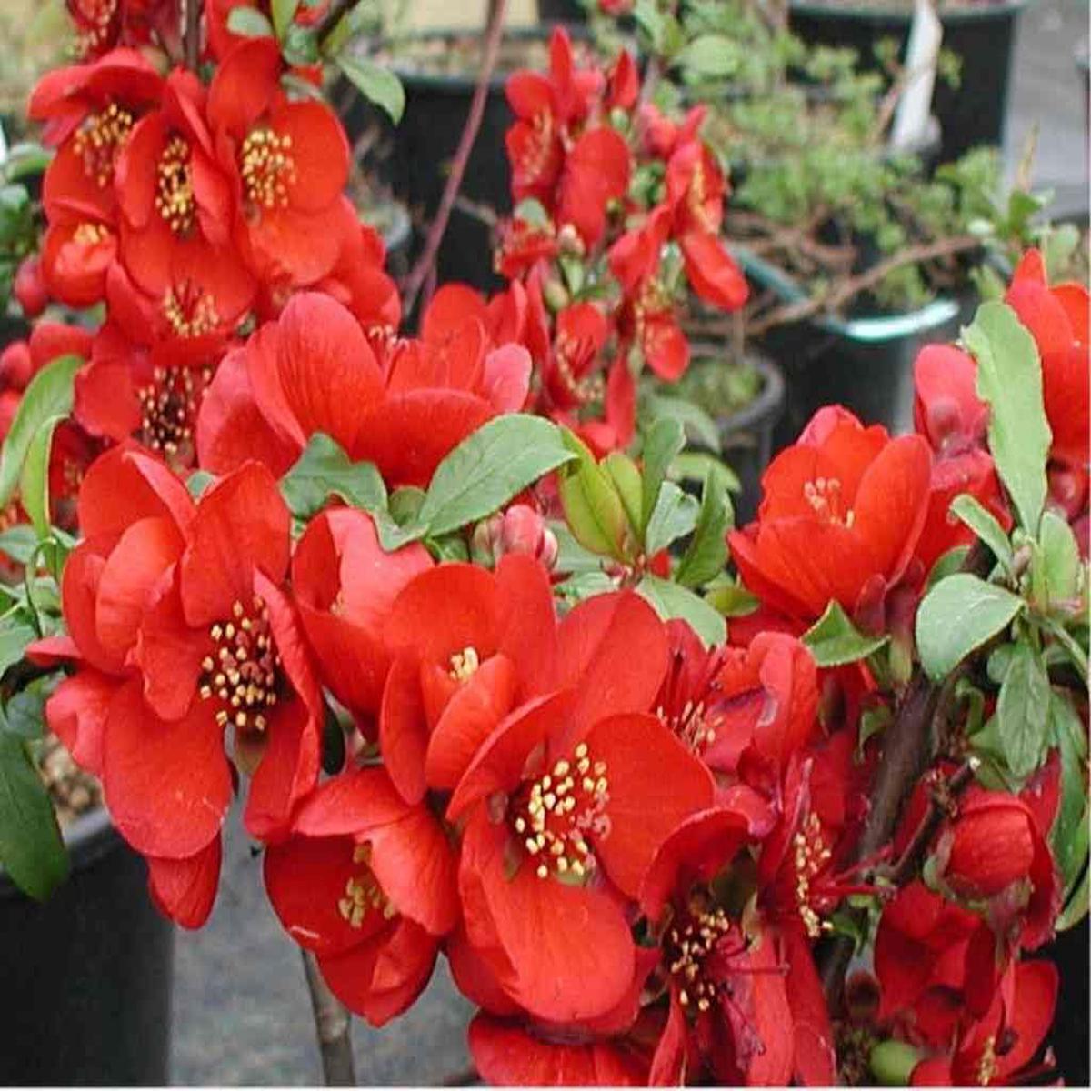 Enana Roja Flower Seeds for Planting Fresh, Organic, Heirloom, Non-GMO Dwarf Red Blooms