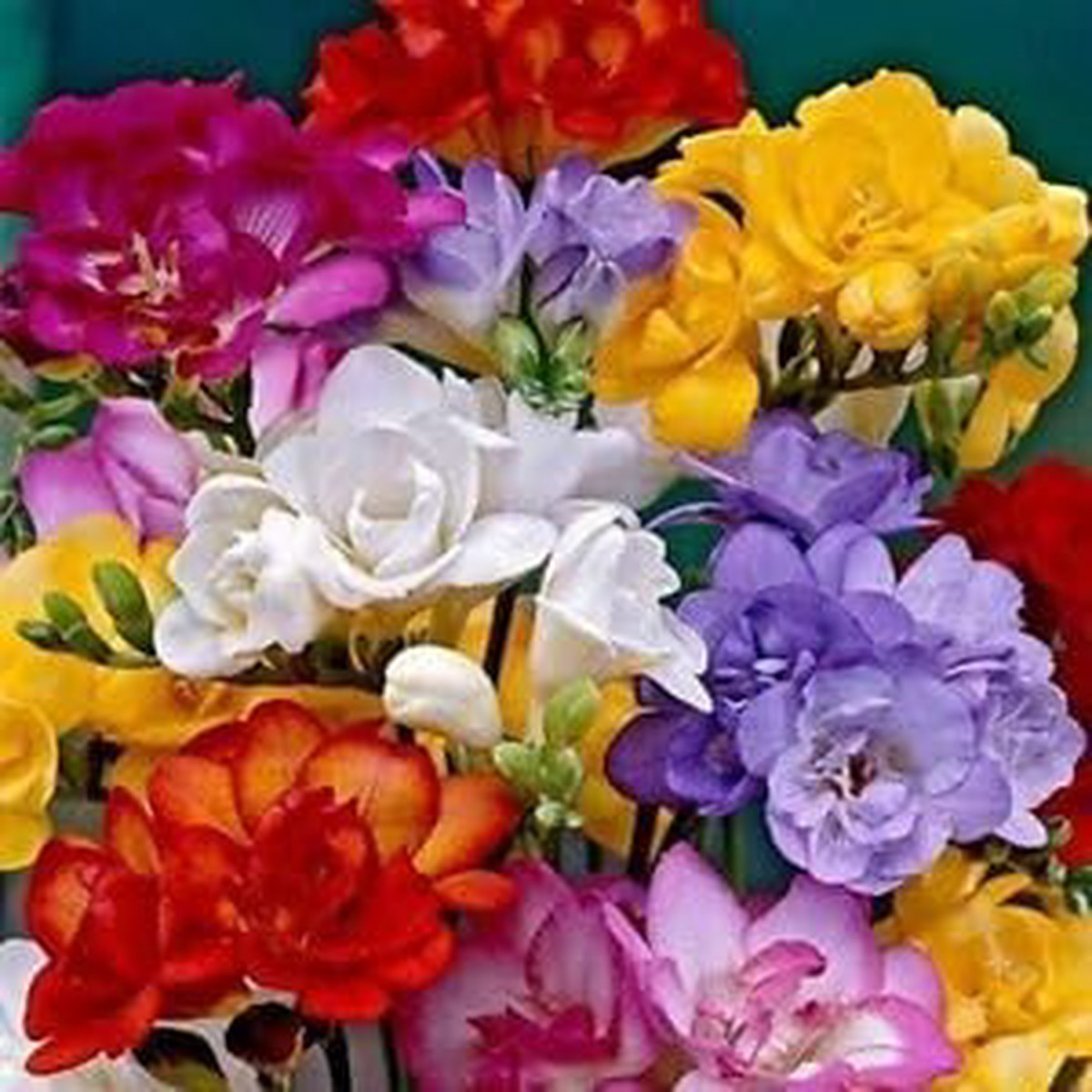 Freesia Flower Seeds for Planting -Hierloom Flower Seeds