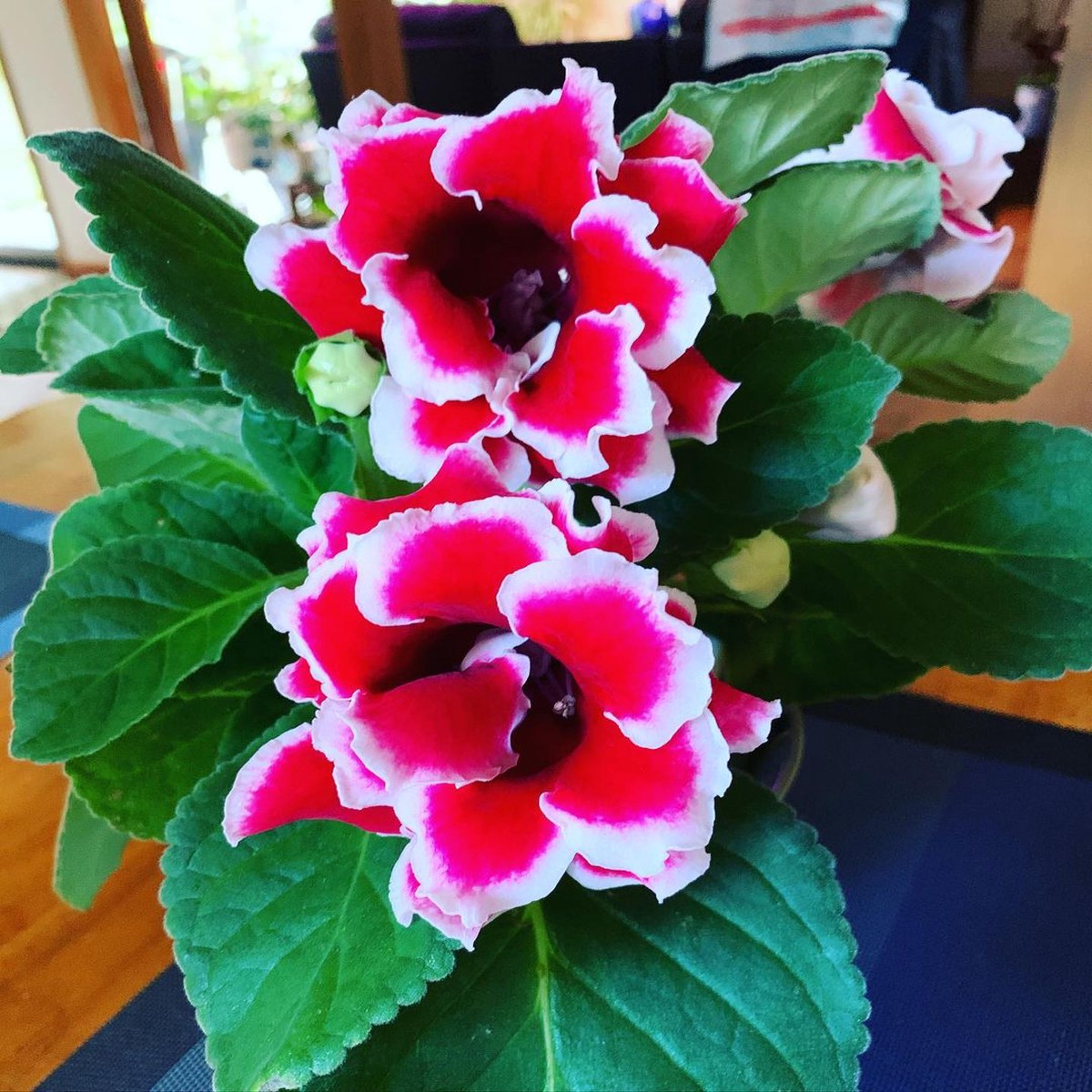 Gloxinia Flower Seeds for Planting Heirloom, Non-GMO, High Germination Indoor Blooming Houseplant Seeds