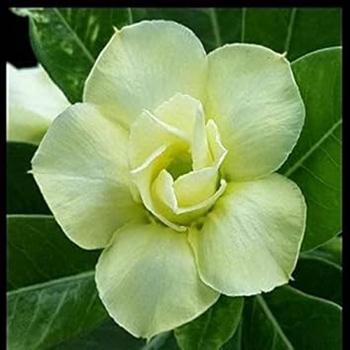 Green Black Adenium Obesum Flower seeds for Planting Fragrant Blossoms Heirloom & GMO Free Seeds for Home Garden