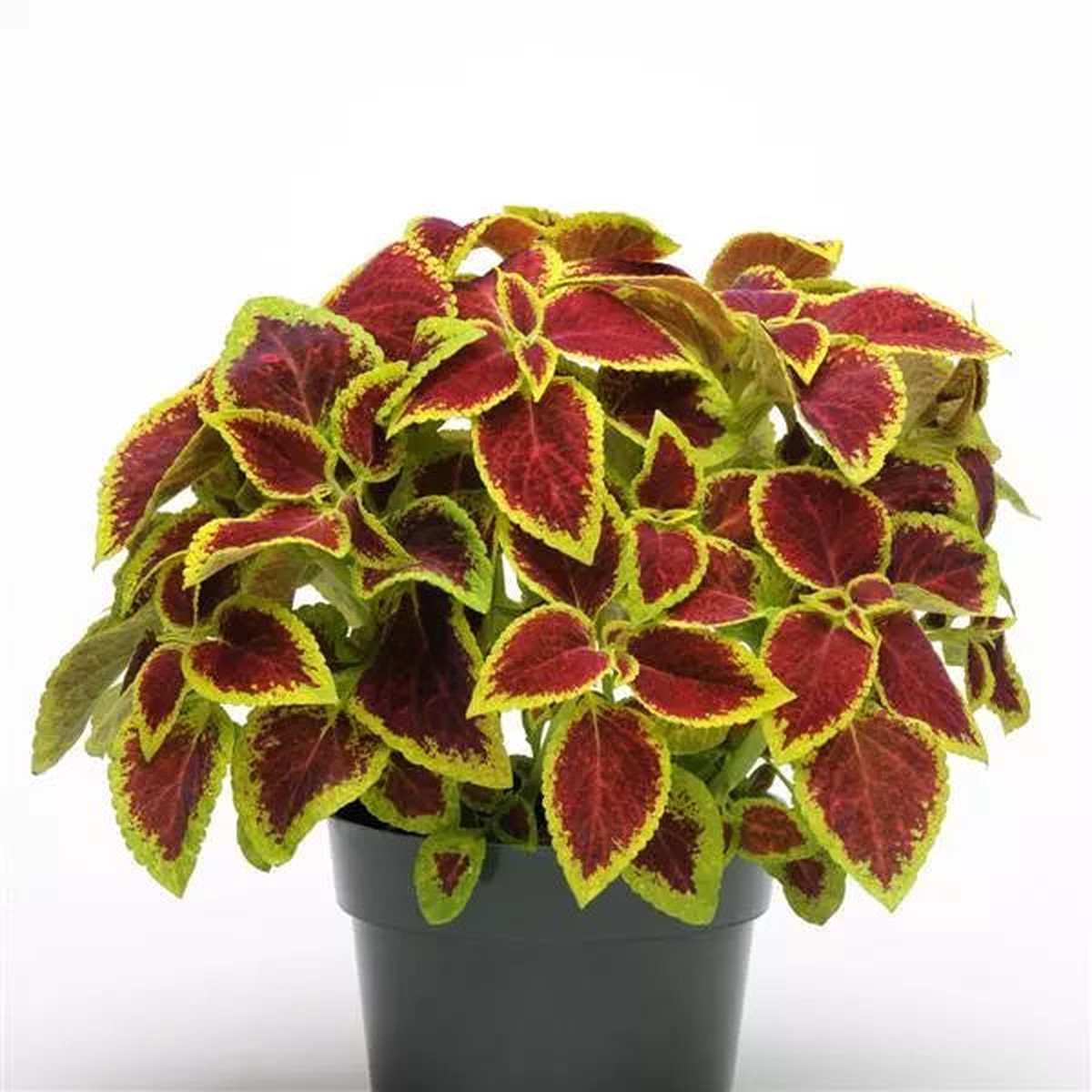 Heirloom Coleus Sun Crimson Gold Flowering For Planting Heirloom Non Gmo Flower Seeds for Home