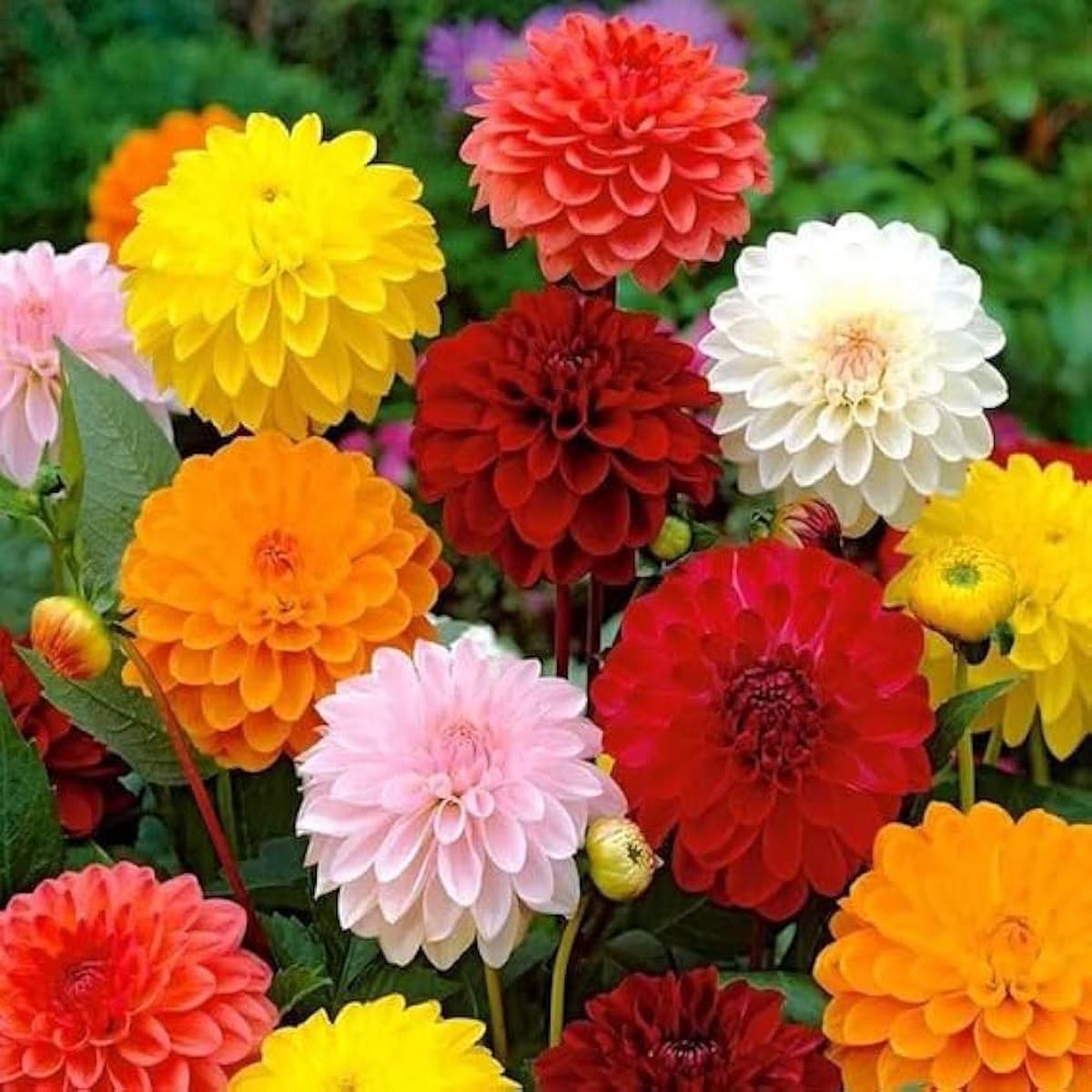 Heirloom Non-GMO Mix Dahlia Fantasy Flower Seeds for Planting Vibrant Blooms for Decorative Gardens
