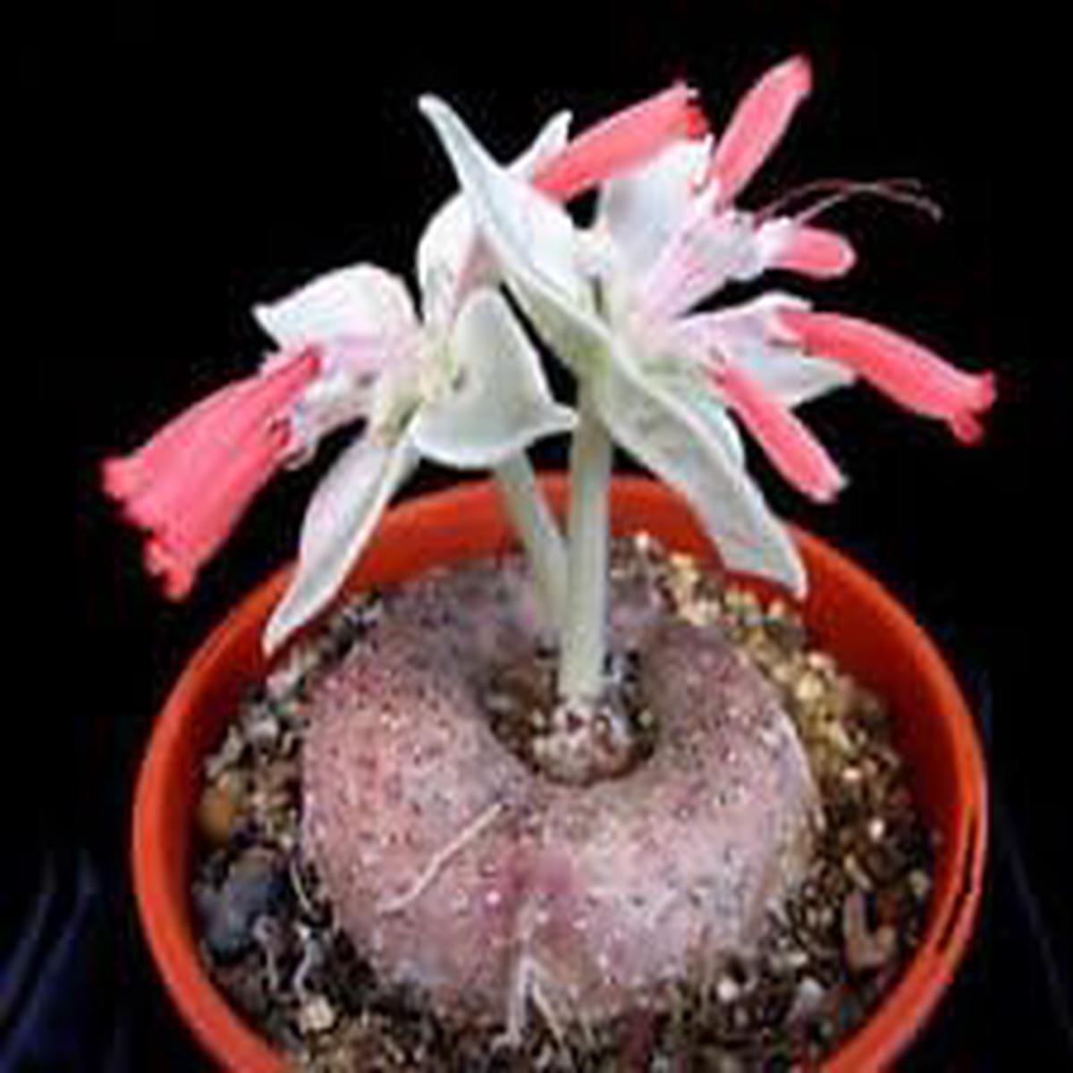 Heirloom Non-GMO Red Sinningia Leucotricha Plant Seeds Fuzzy Leaf Blooms for Garden Planting