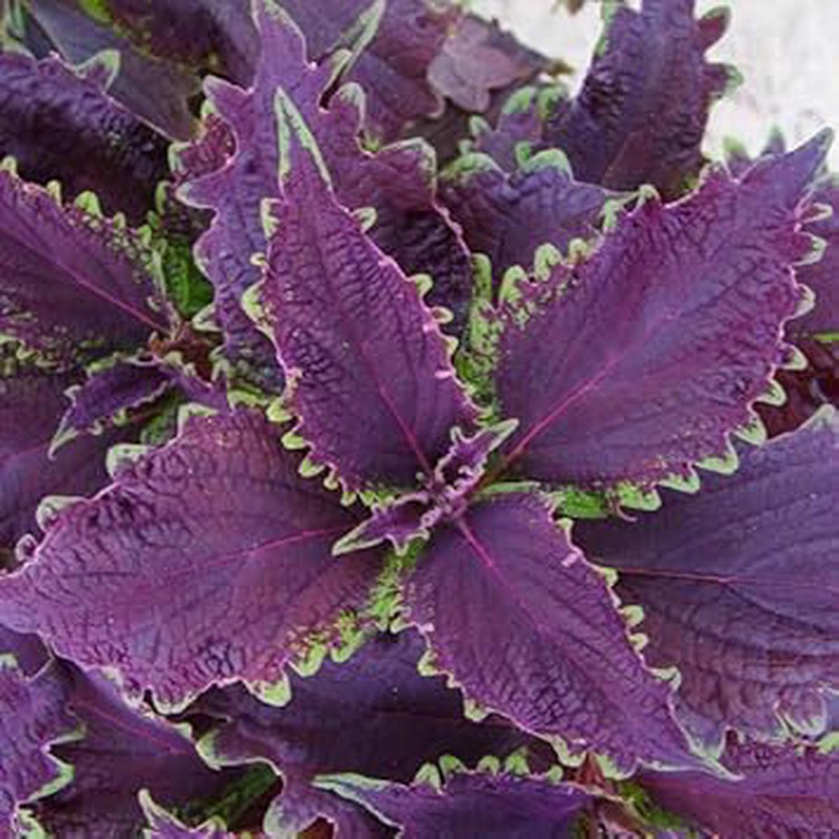 Heirloom Non-GMO Violet Coleus Plant Seeds for Planting Vibrant Foliage Seeds