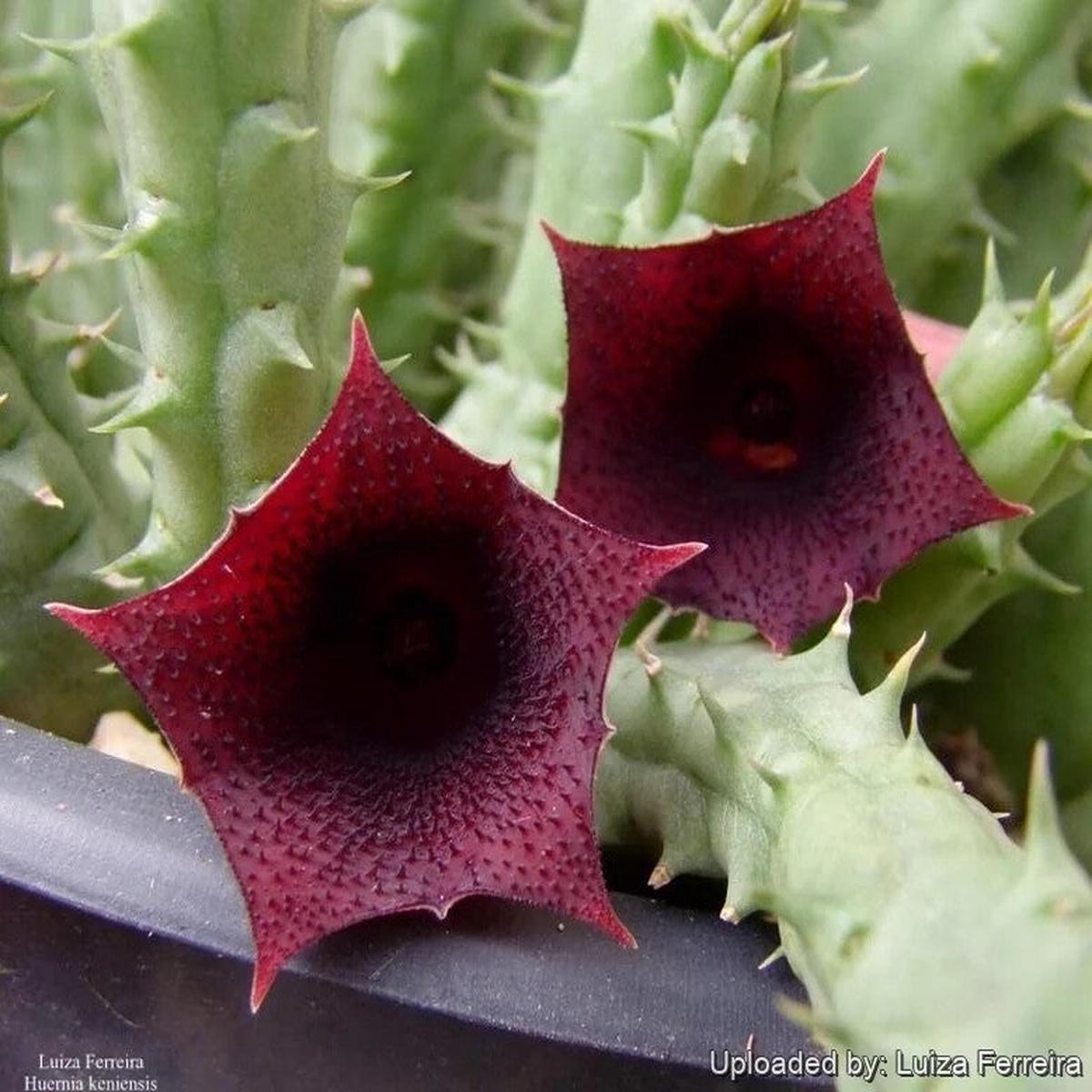 Huernia Keniensis Flower Seeds for Planting Heirloom Non-GMO, High Germination Organic Garden Seeds