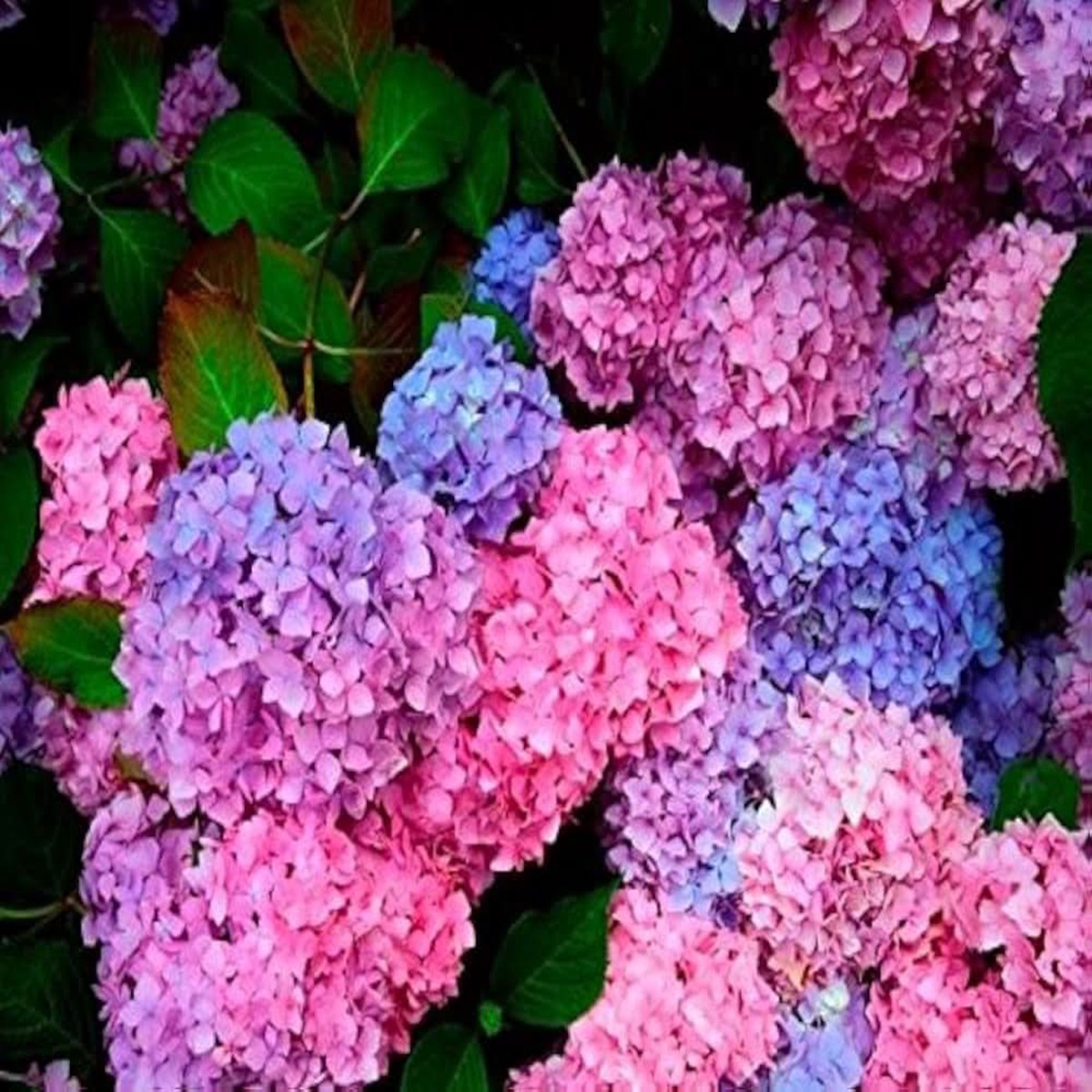 Hydrangea Hydrangea Macrophylla Flower For Planting In Vertical Garden Patio Pots Flower Seeds