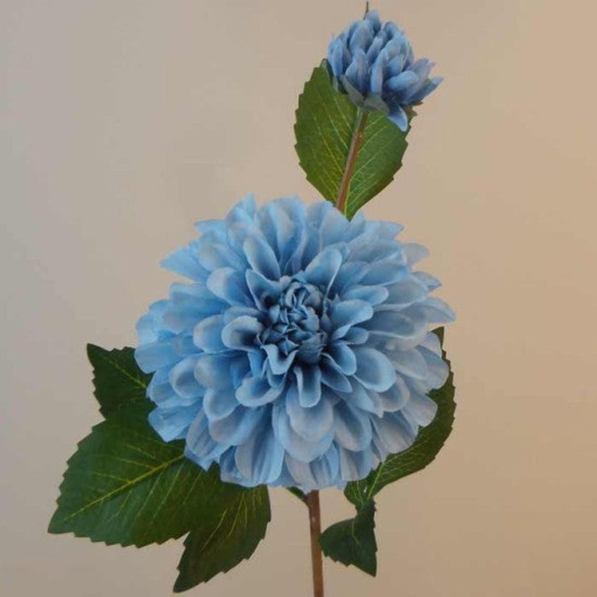 Light Blue Dahlia Flower Seeds for Planting Heirloom, Non-GMO, High Germination Organic Garden Seeds